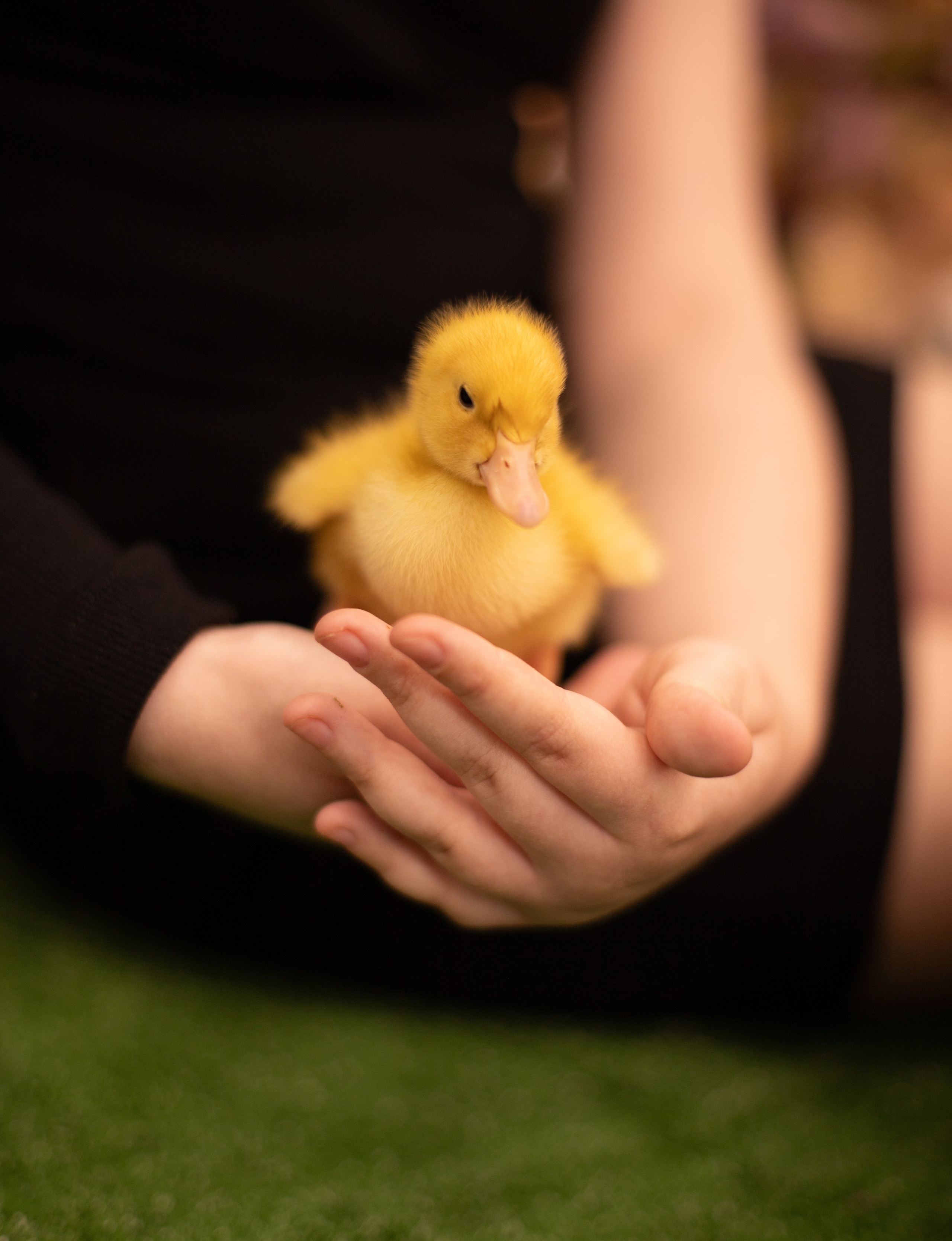 Пасха Утята. Лучший фотограф Краснодара (по версии моей мамы)