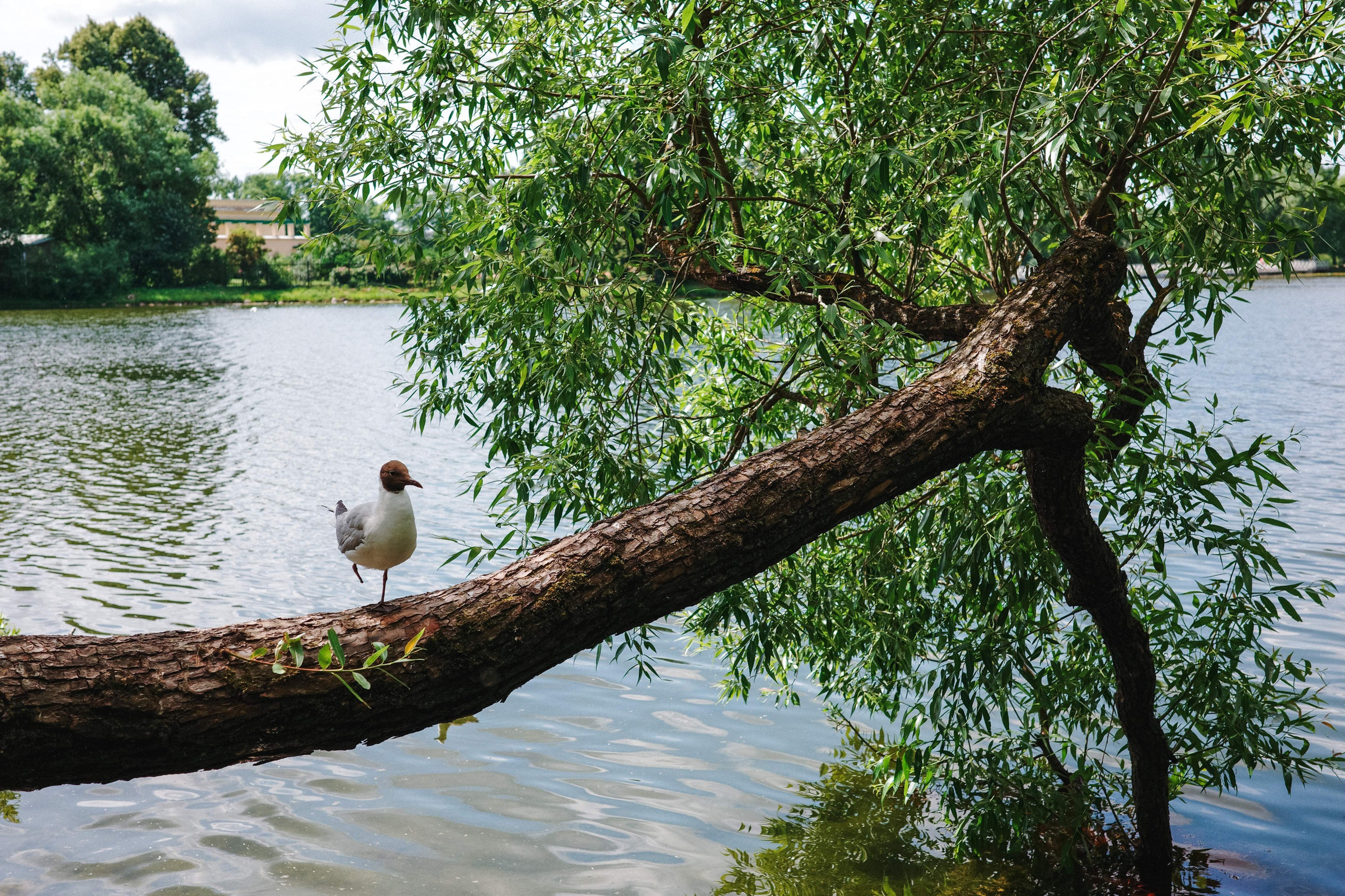 2024.06. Фотограф Алексей Алексеев