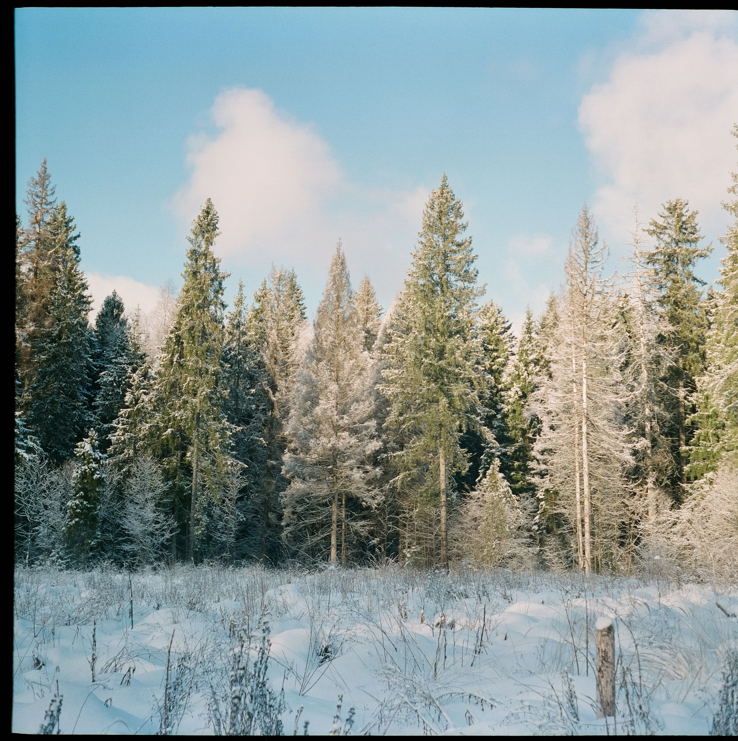 Fujicolor PRO 400H примеры фотографий