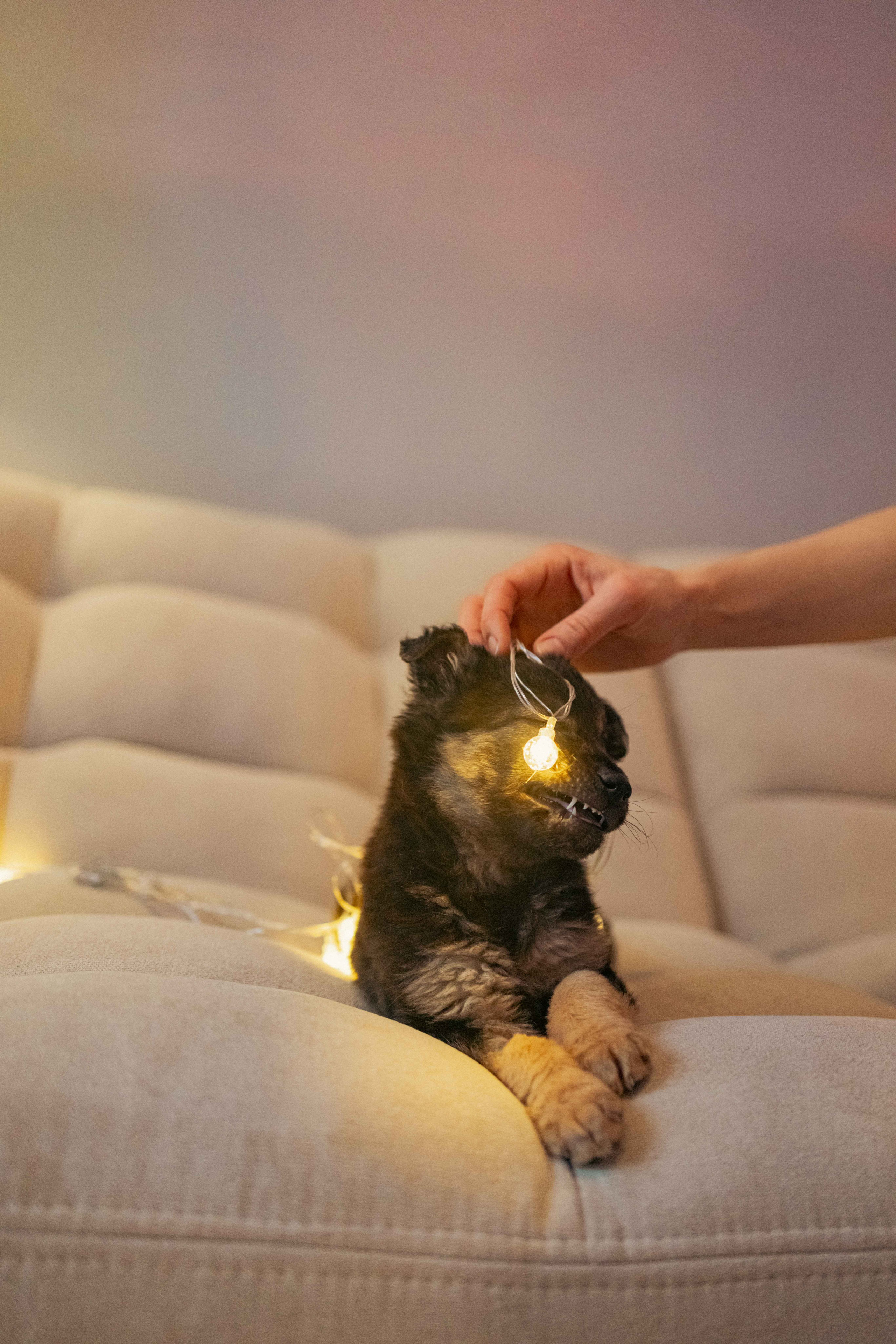 Пеппа. Фотограф-анималист в Москве Лера Черноног