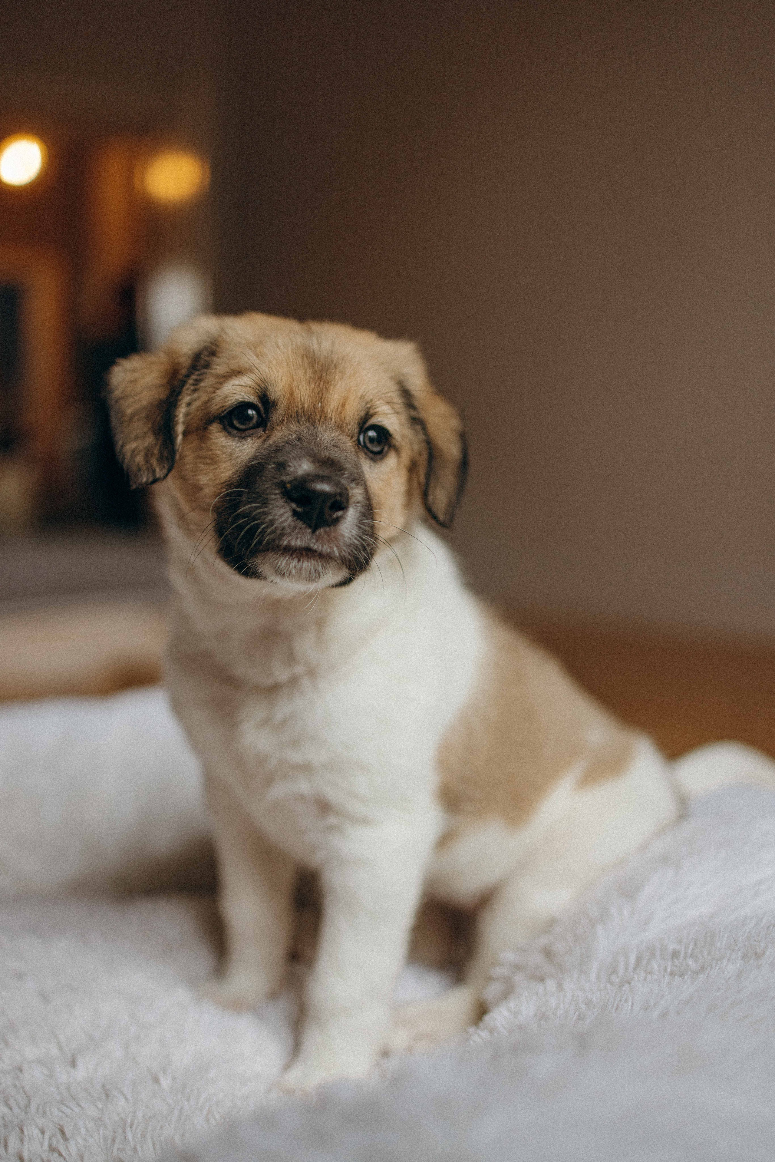 Щеночки. Фотограф-анималист в Москве Лера Черноног