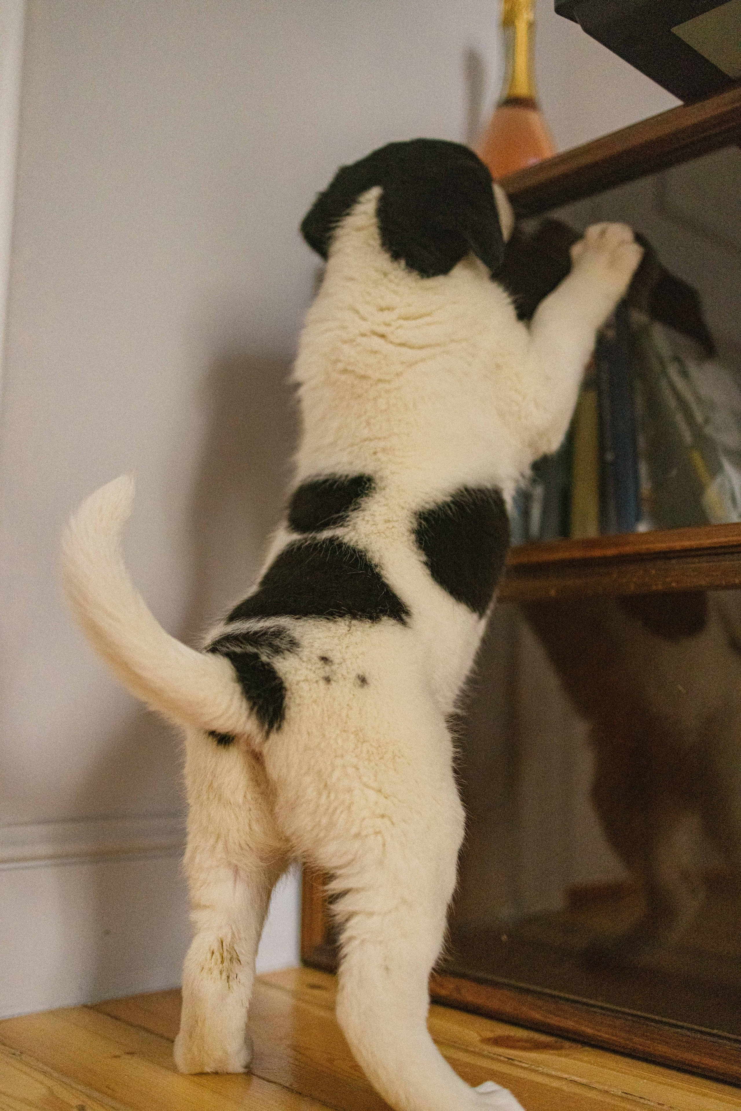 Щеночки. Фотограф-анималист в Москве Лера Черноног