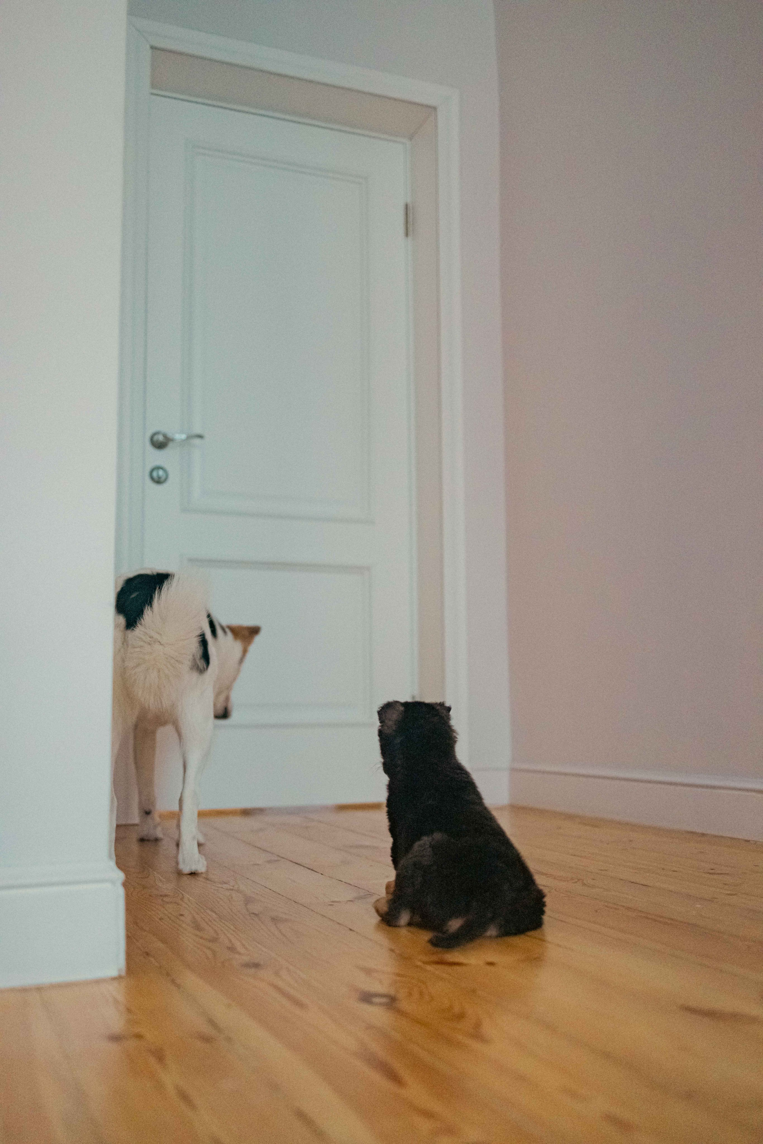 Пеппа. Фотограф-анималист в Москве Лера Черноног