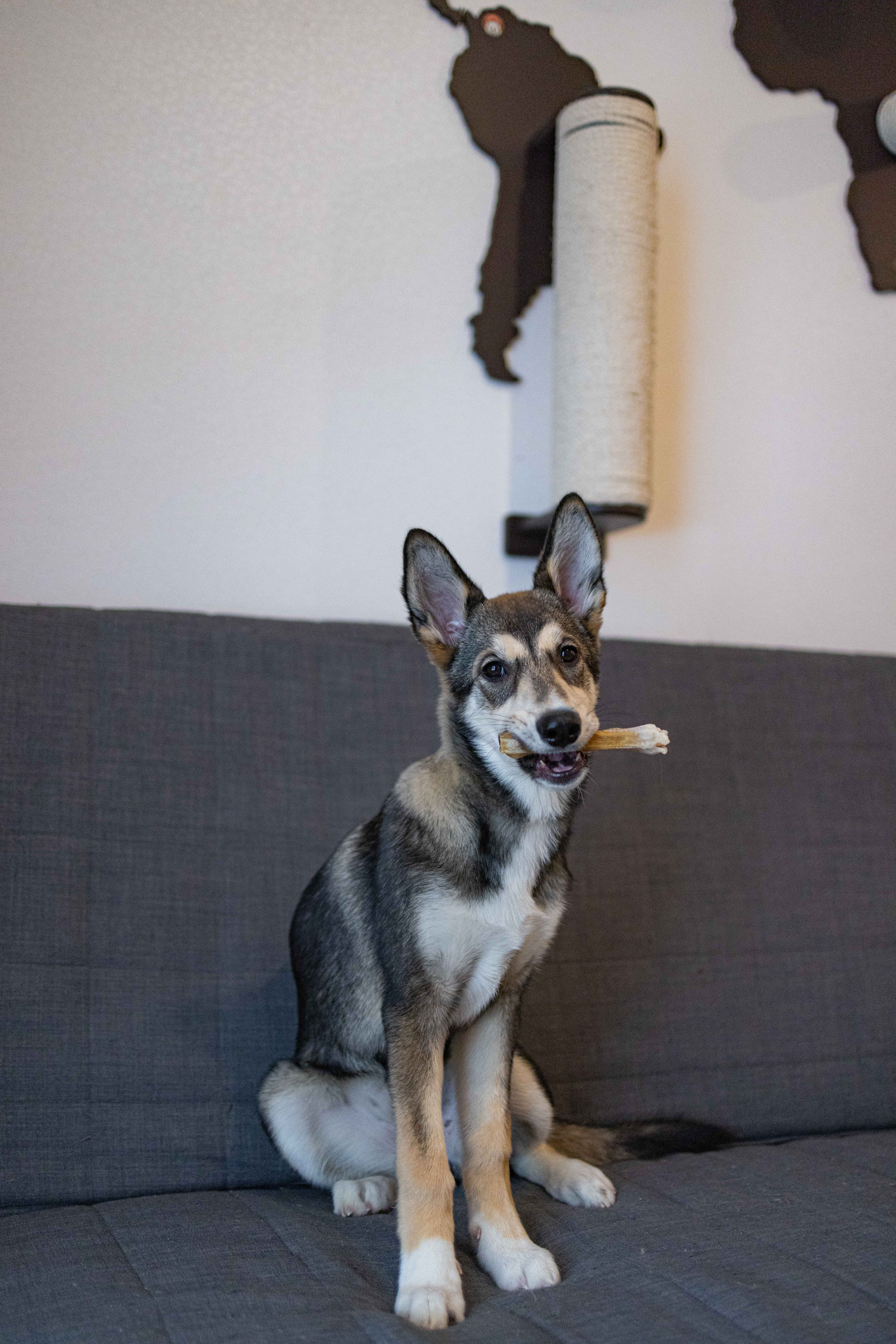 Шами. Фотограф-анималист в Москве Лера Черноног