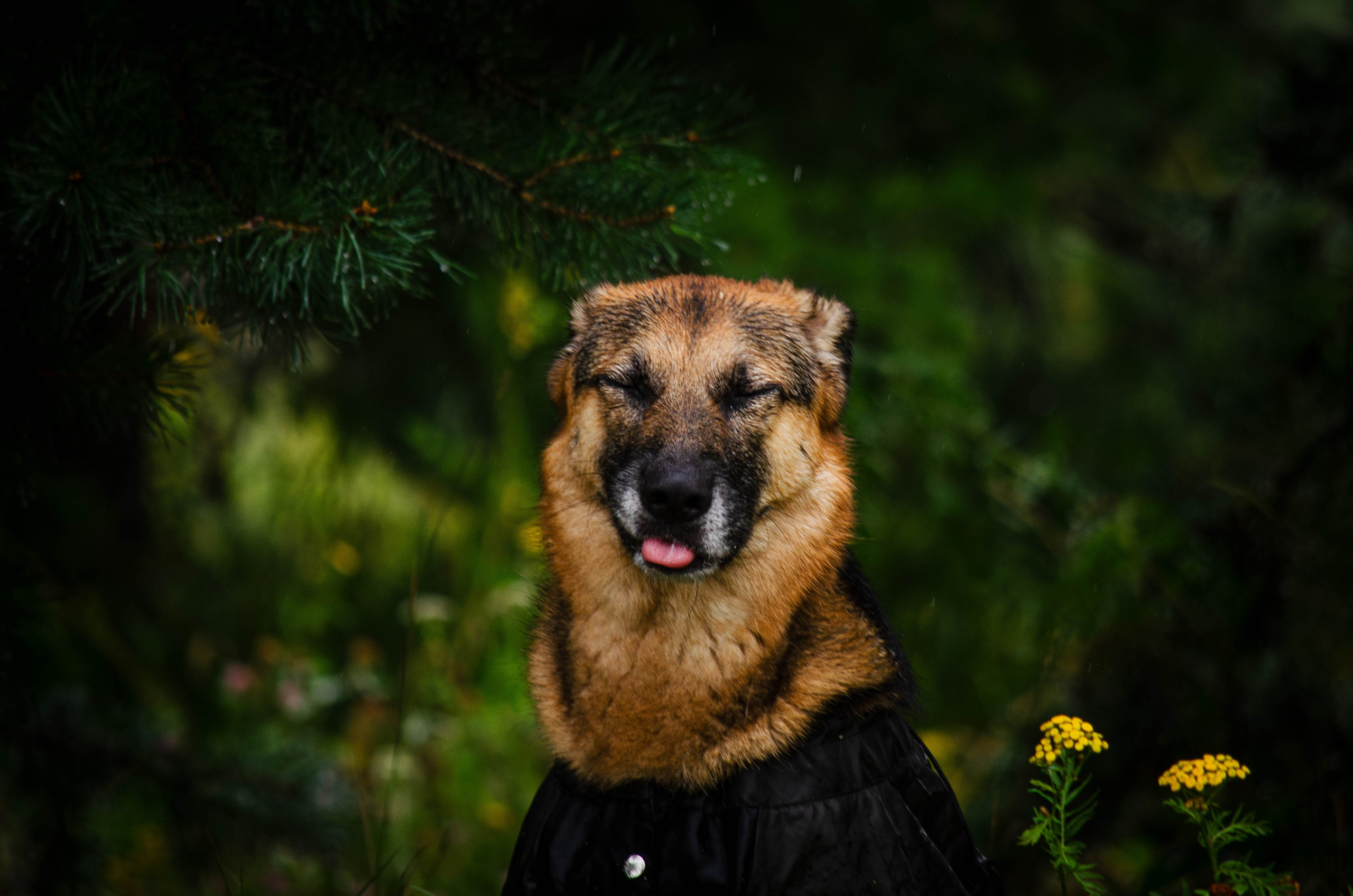 Арья и Оззи. Фотограф Светлана Блинова, Москва и Московская область