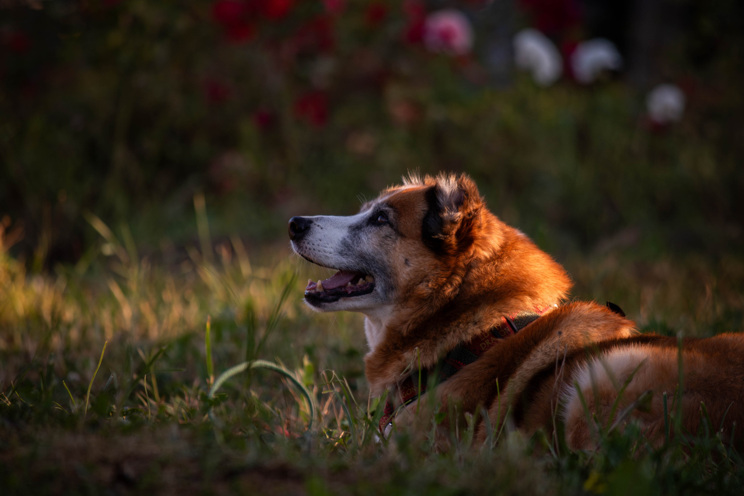Ник и Полина. Фотограф Светлана Блинова, Москва и Московская область