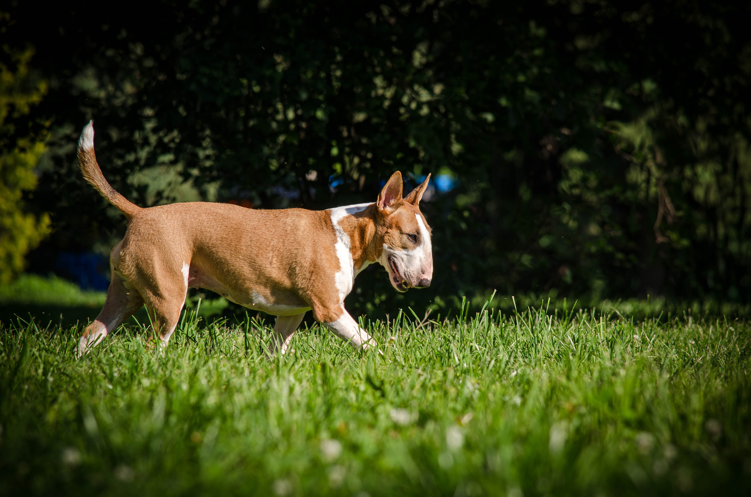 Пуля. Фотограф Светлана Блинова, Москва и Московская область