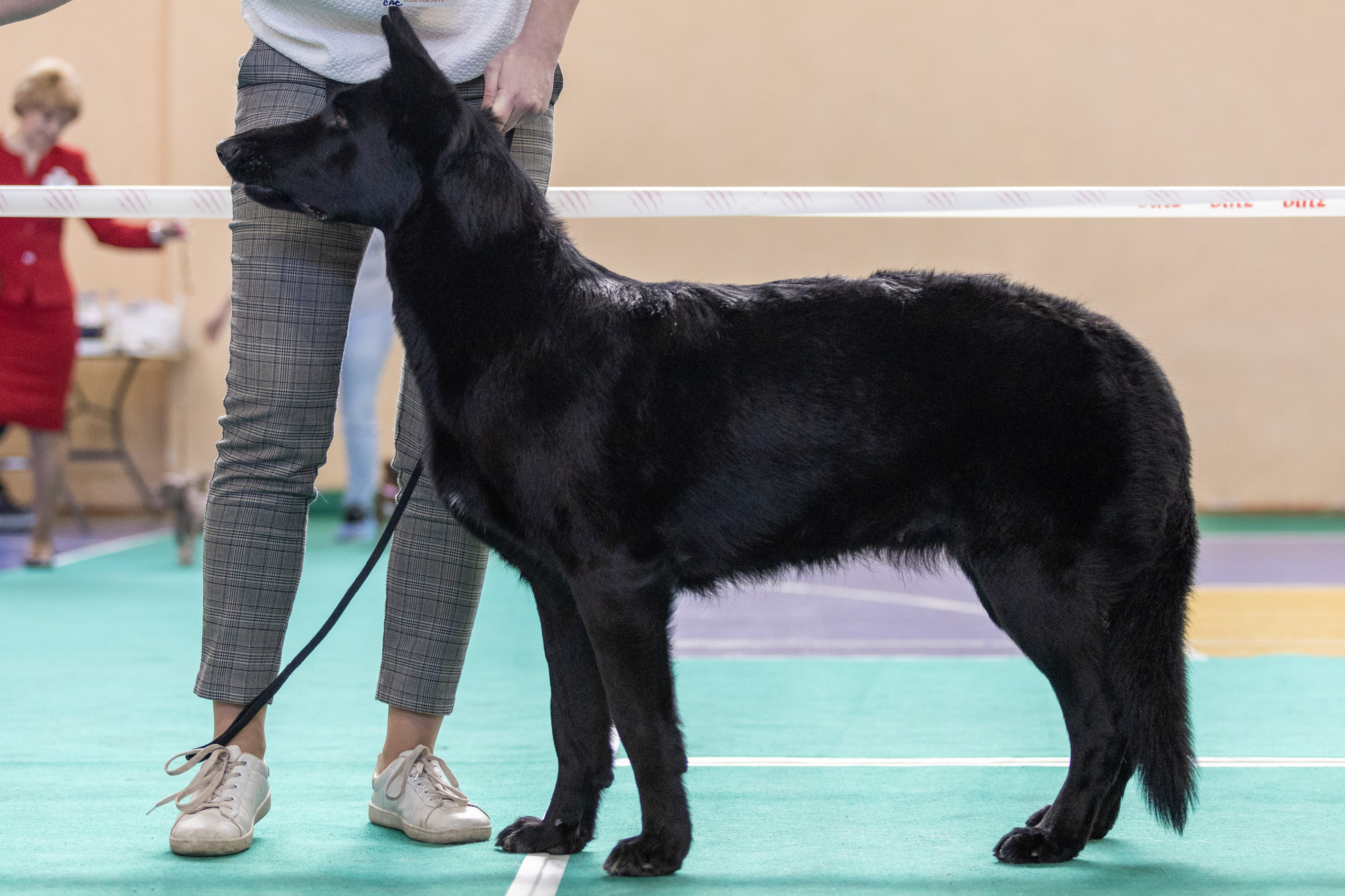 Собаки. Фотограф Яна Матвеева в Ижевске