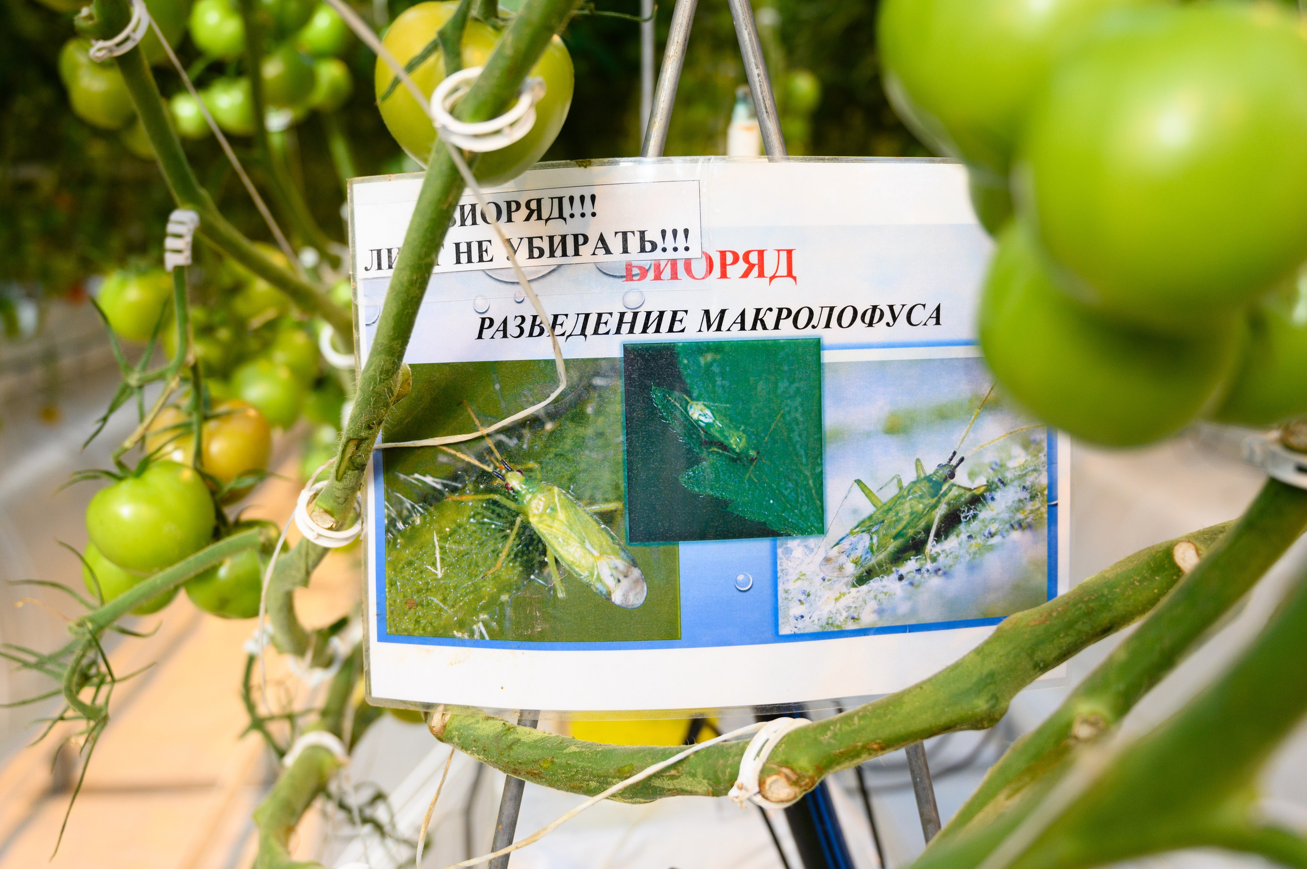 Тепличный комплекс «ПЕРМСКИЙ»