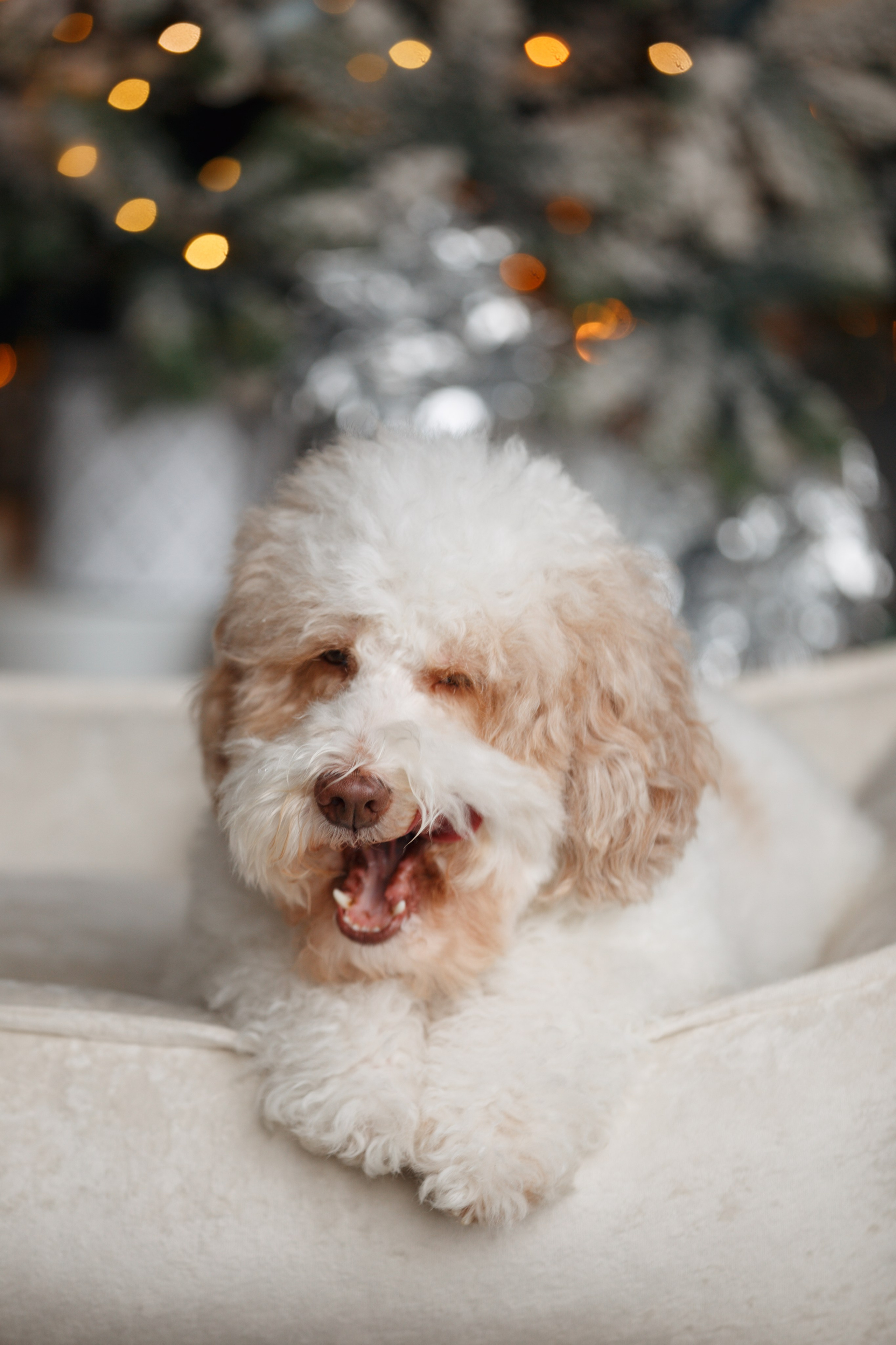 Bmbh лежанки и адресники. Фотограф анималист Кристина Карпова, Москва
