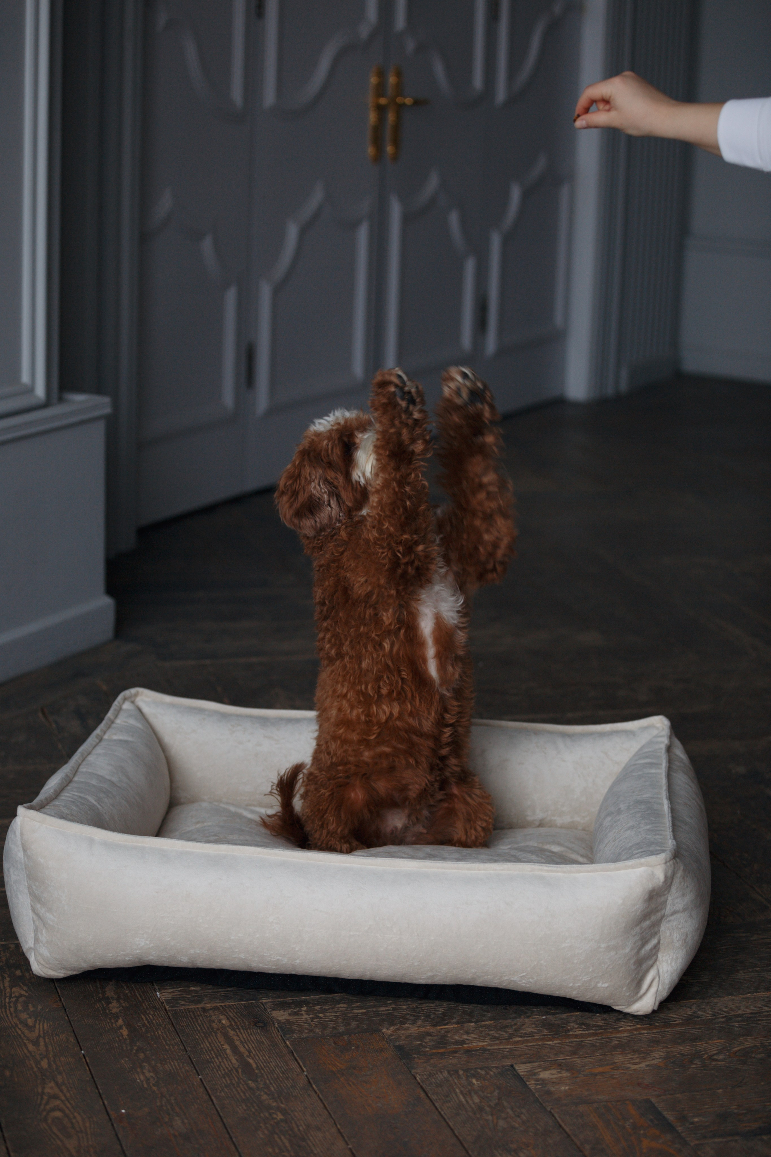 Bmbh лежанки и адресники. Фотограф анималист Кристина Карпова, Москва