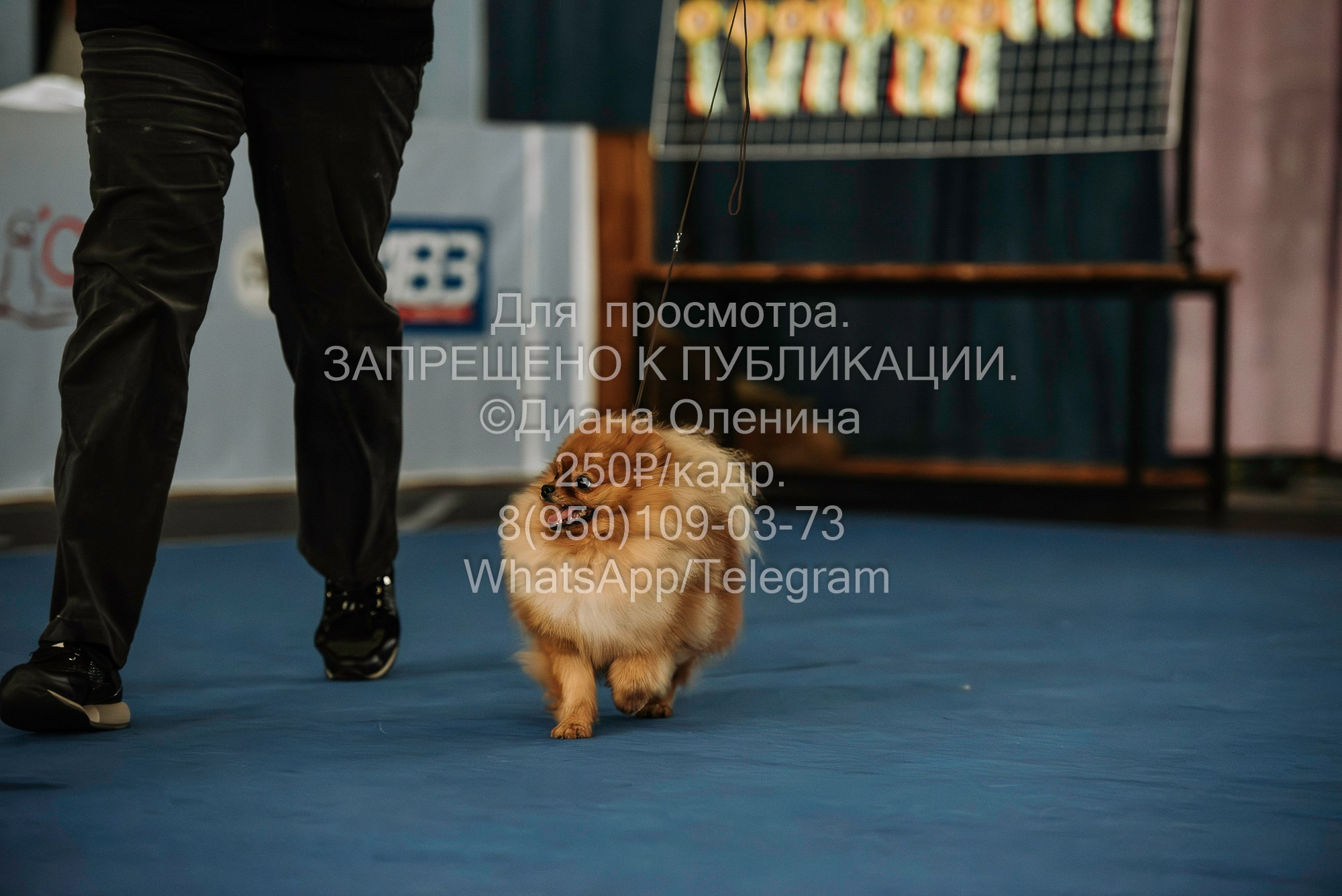 Выставка собак Красноярск 29.10.2023. Фотограф Диана Оленина Красноярск / Братск