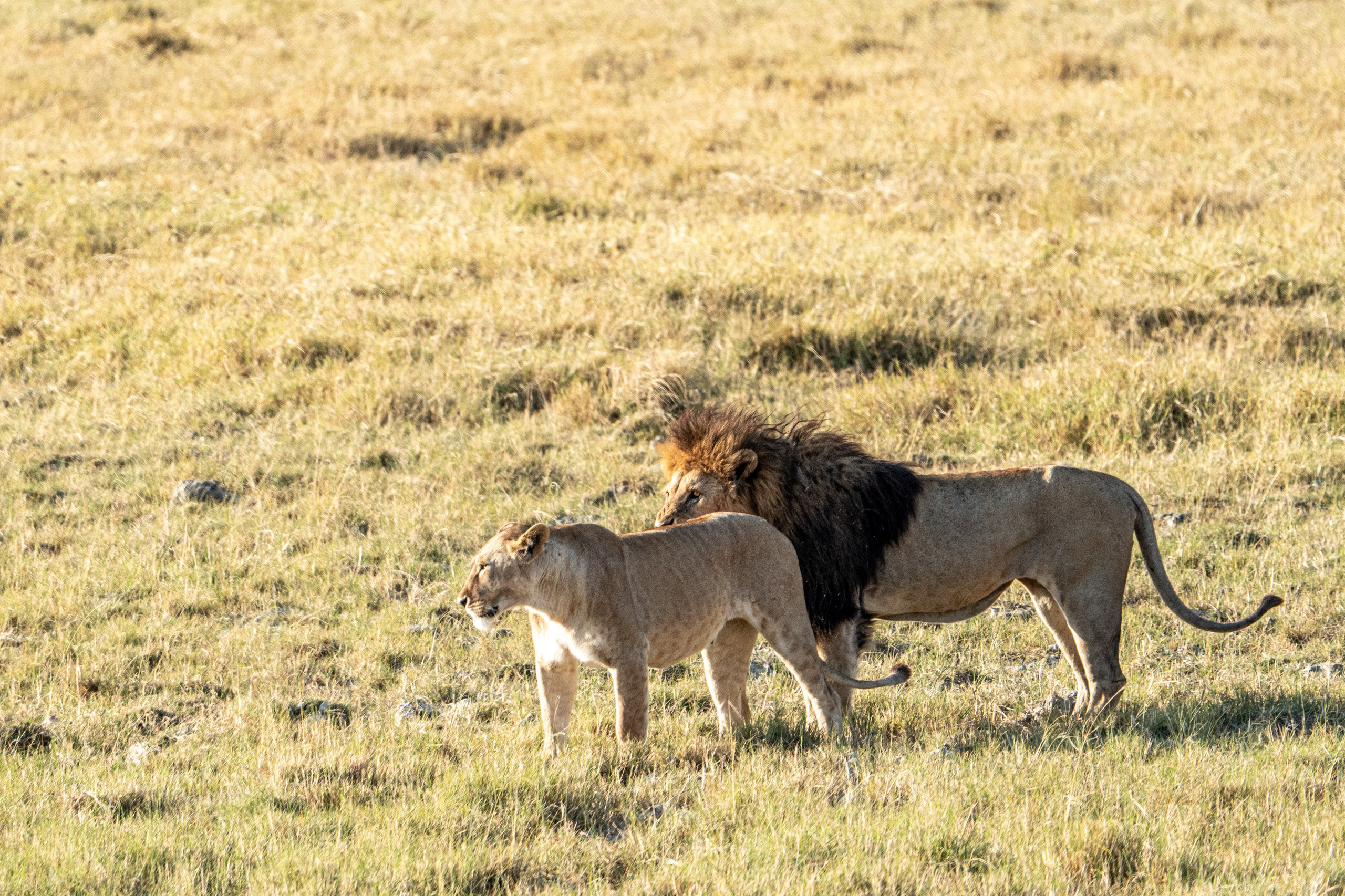 Танзания, сафари, 2025. Творческие сьемки
