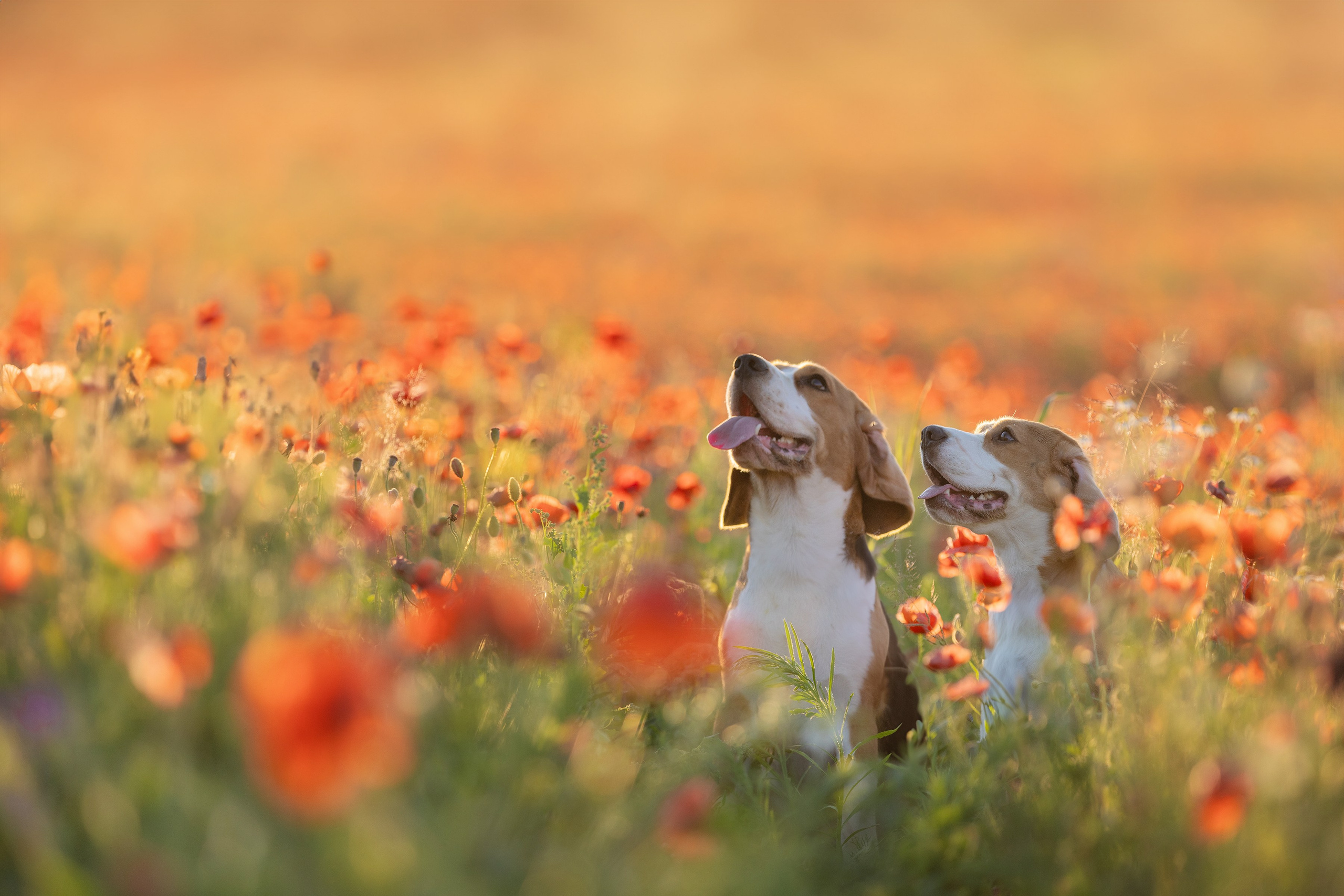 Собаки и не только. Фотограф Алена Звездина