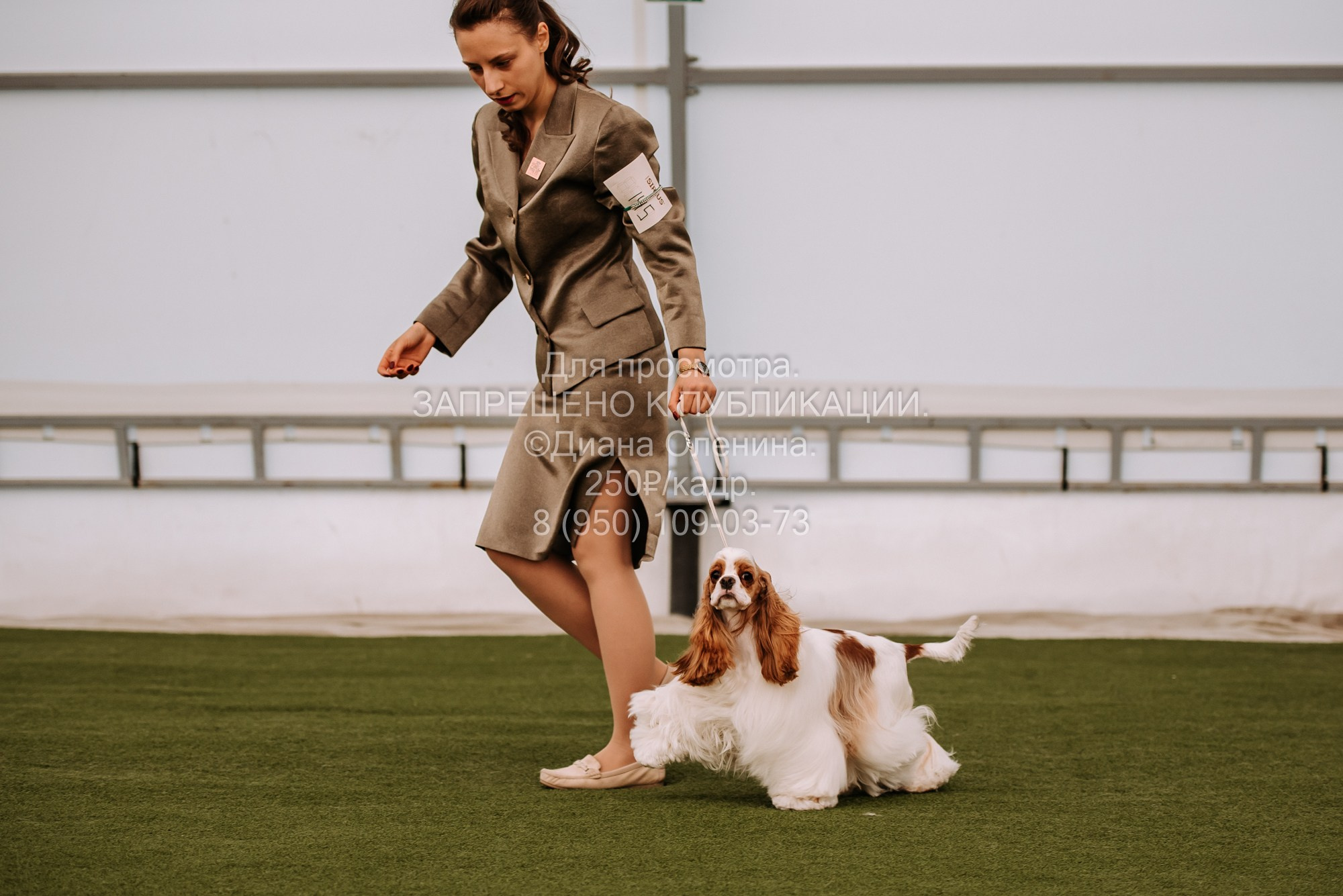 Выставка собак Красноярск 2.06. Фотограф Диана Оленина Красноярск / Братск