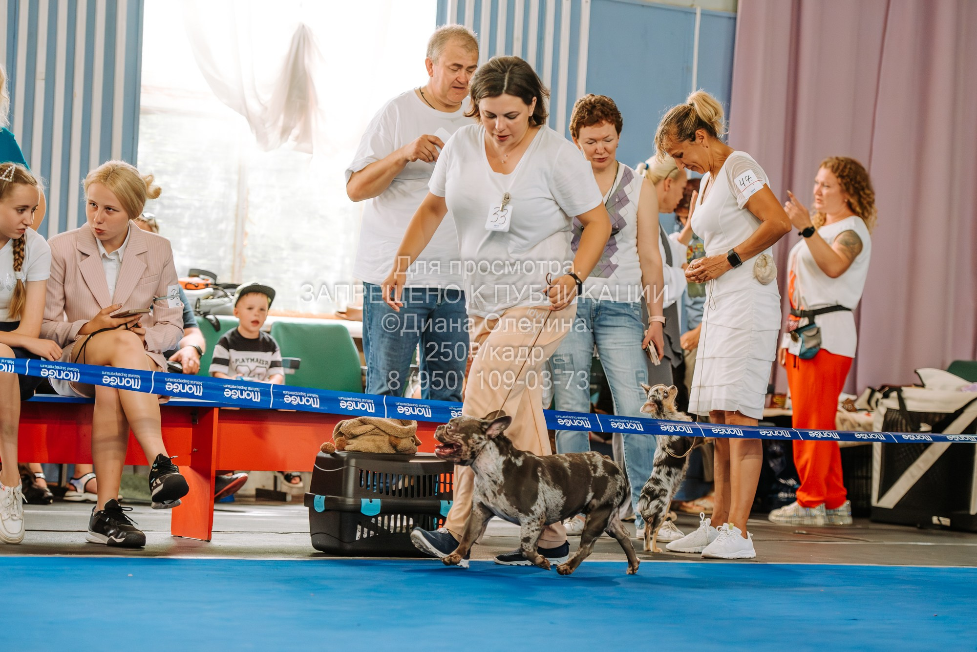 Национальная выставка собак всех пород ранга САС-IKU «Кубок Красноярск. Фотограф Диана Оленина Красноярск / Братск
