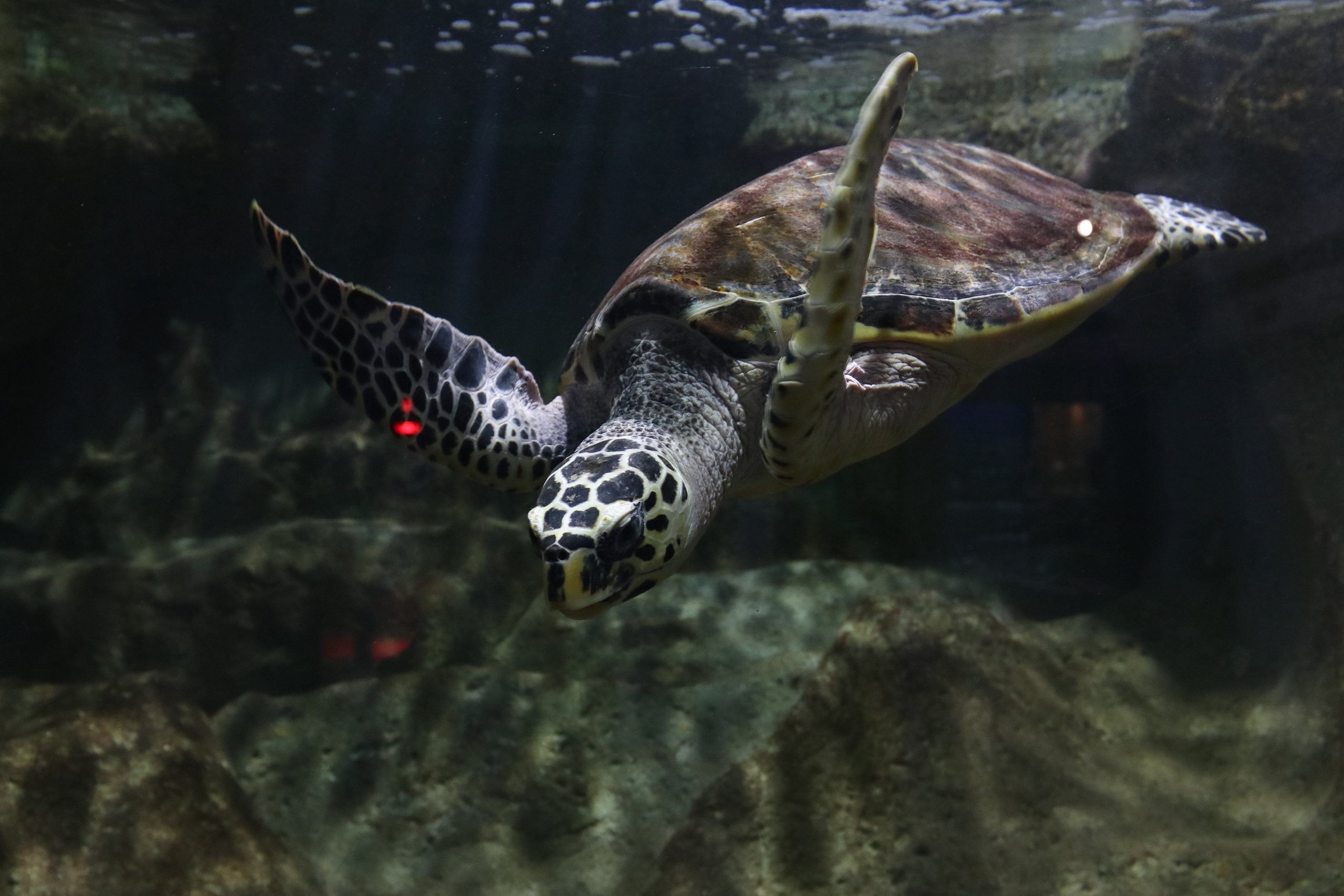 Крым. ЮБК (Севастополь, Кастрополь, Ялта). Май 2023. Путешественник-фотограф из Санкт-Петербурга Татьяна Свистулина