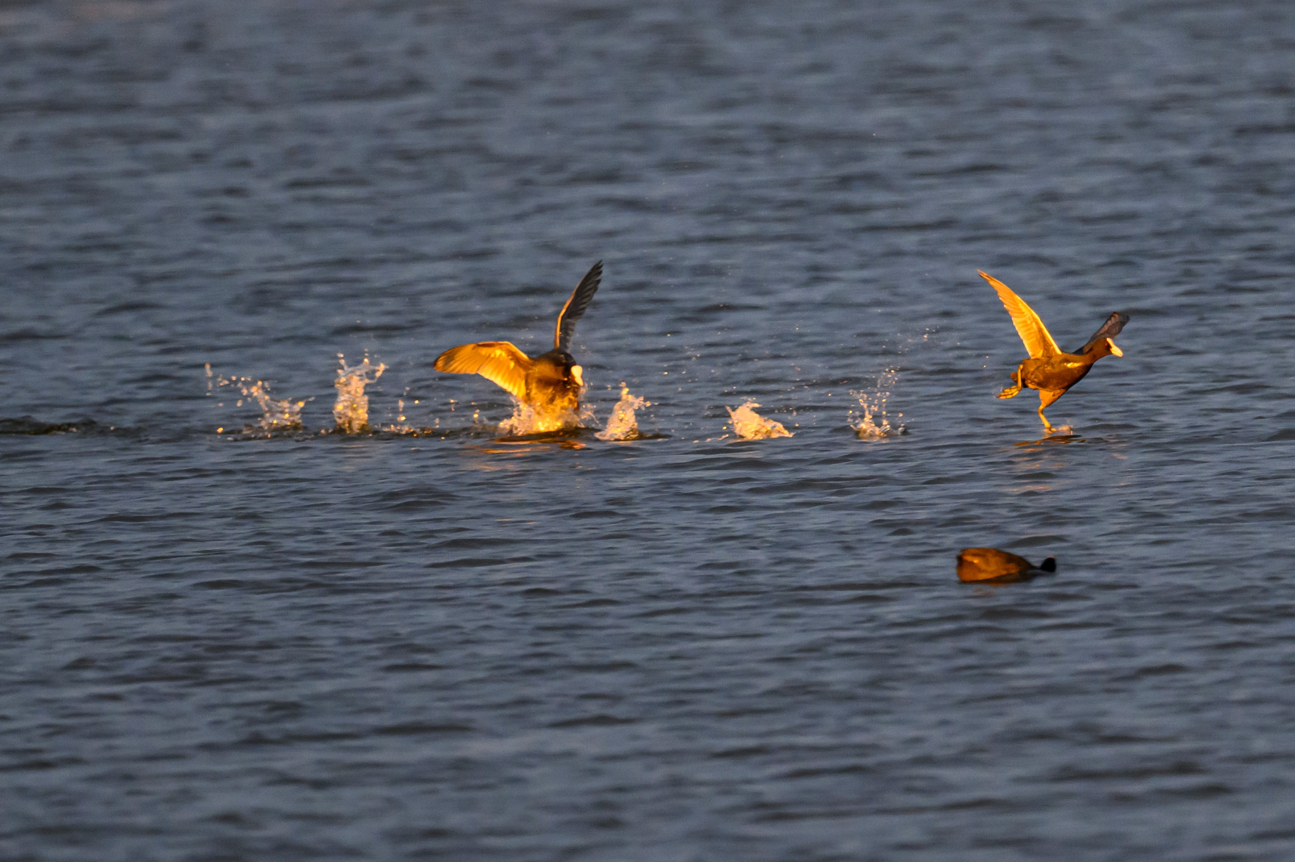 Дуплет скопы. Wildlife photography by Sergey Puponin