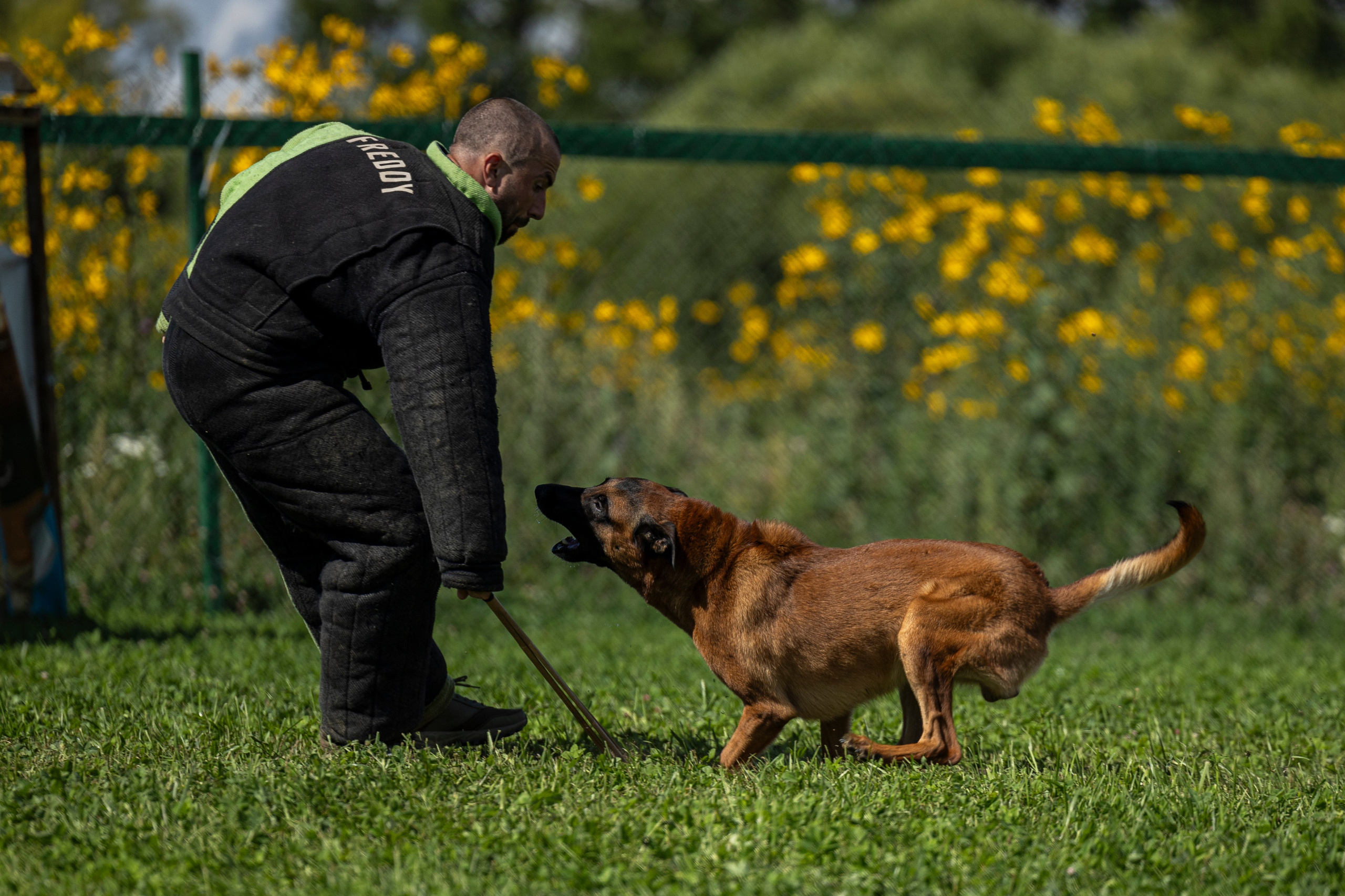 Соревнования по Мондьорингу г. Вологда 10-11.08.2024. Фотограф-анималист Анна Маринич