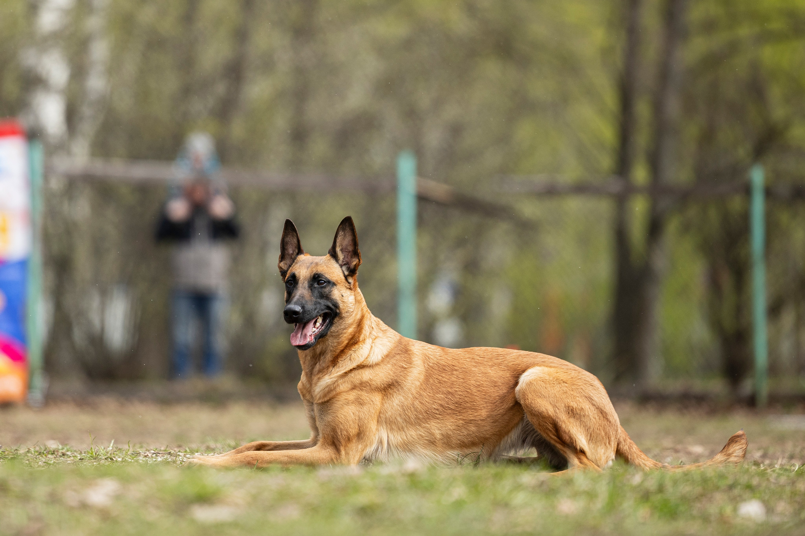 Квалификационные состязания по мондьорингу г. Вологда 11.05.24. Фотограф-анималист Анна Маринич