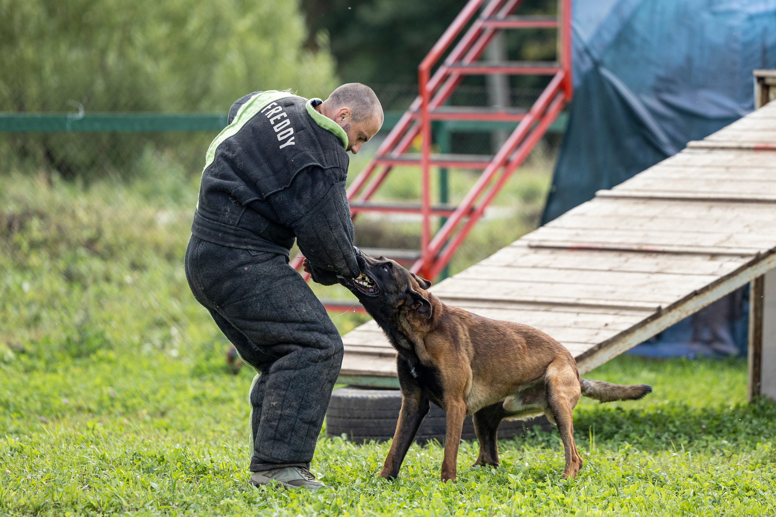 Соревнования по Мондьорингу г. Вологда 10-11.08.2024. Фотограф-анималист Анна Маринич