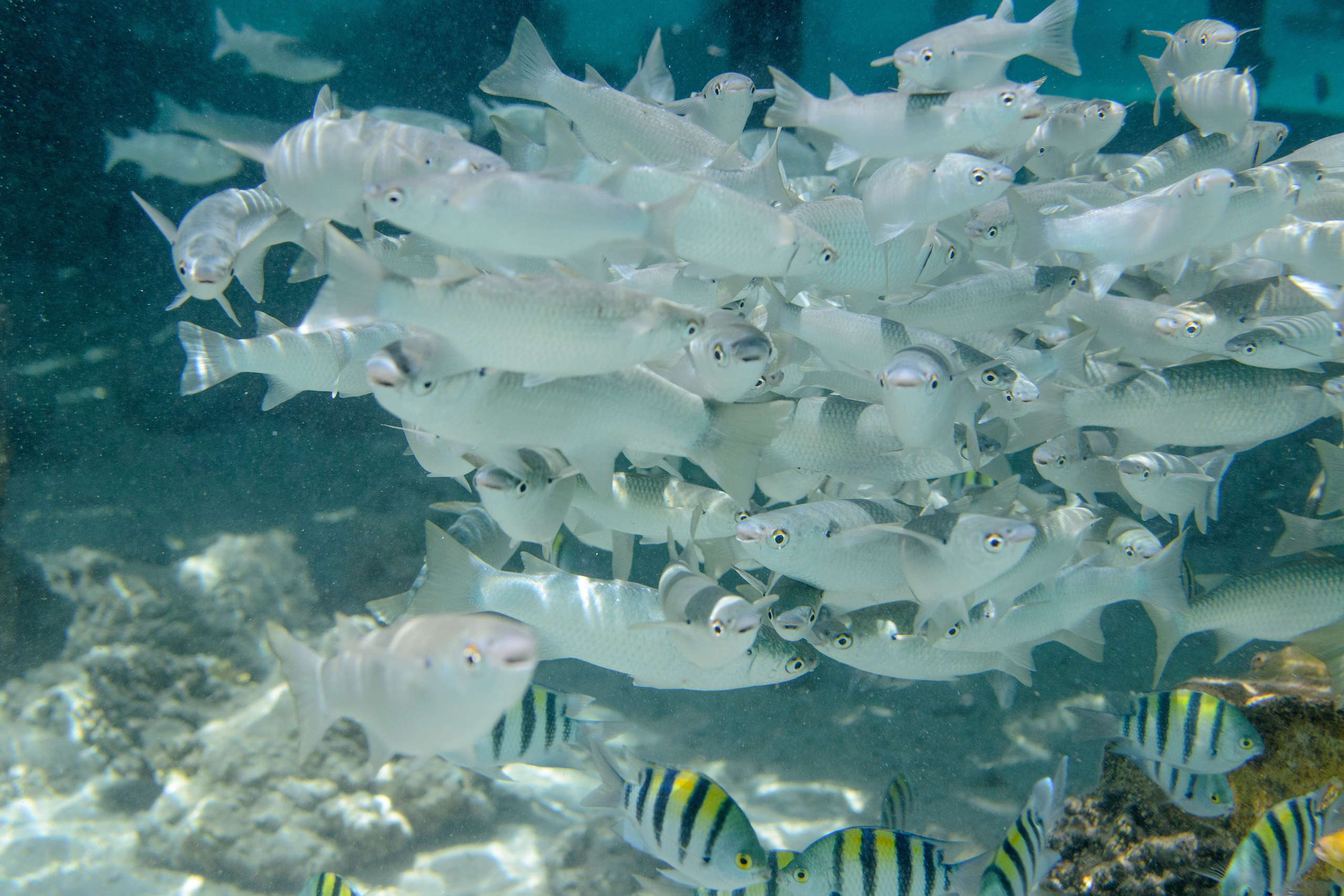 Море. Фотограф в Санкт-Петербурге Ибрагимова Алина