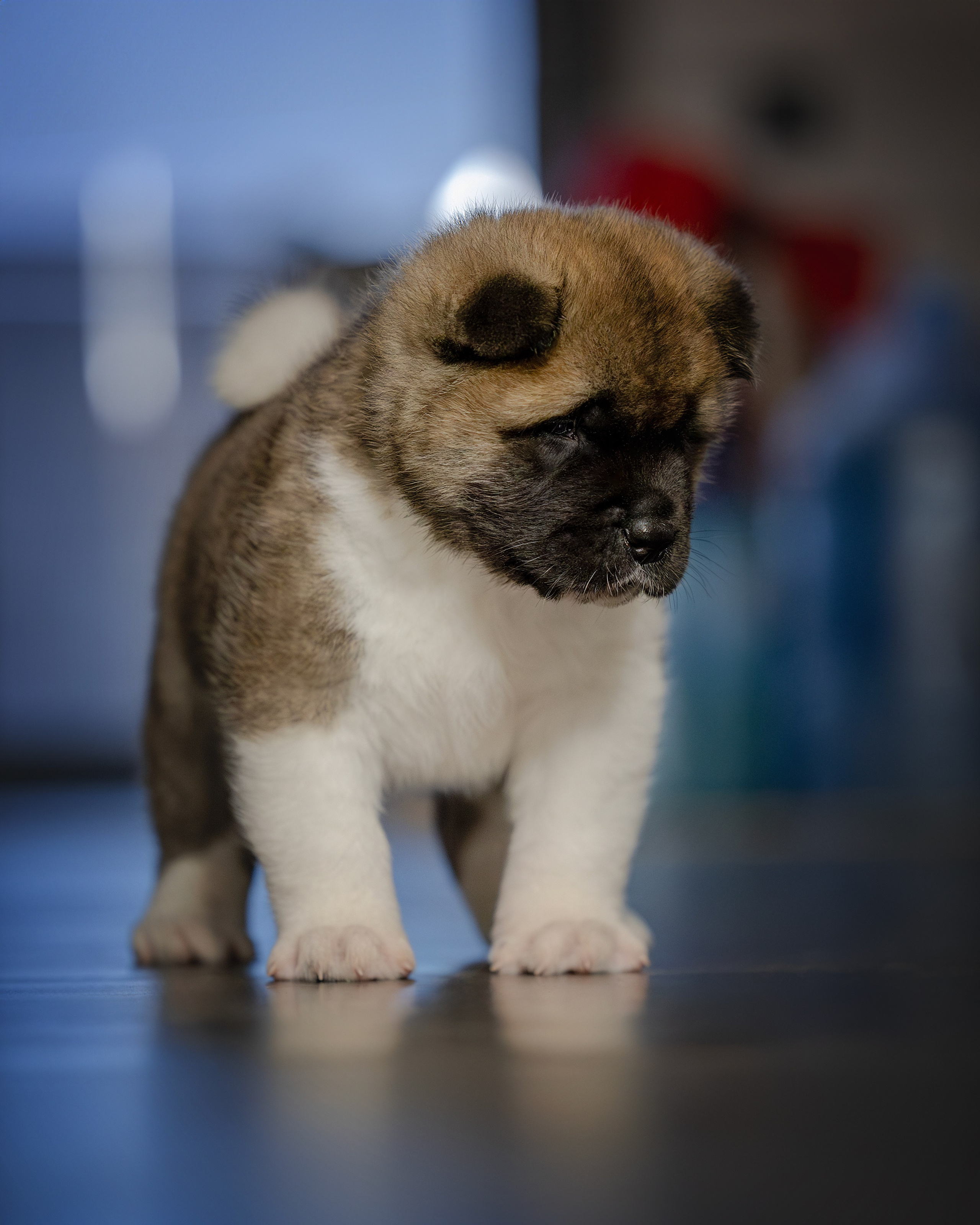 Щеночки Ам. Акиты. Главная