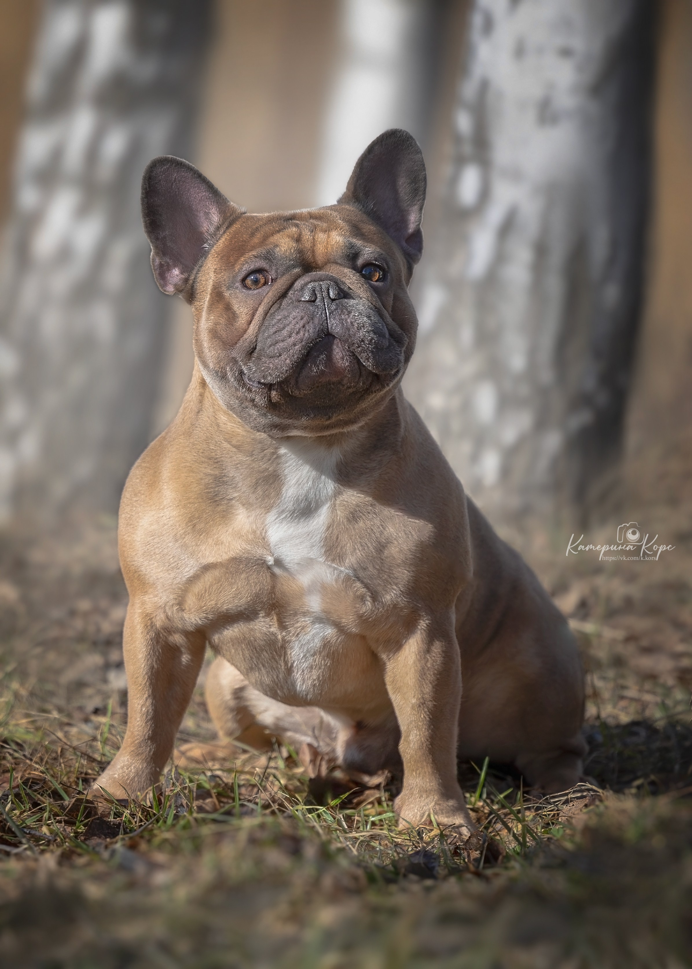 Французский бульдог Тайсон. Главная