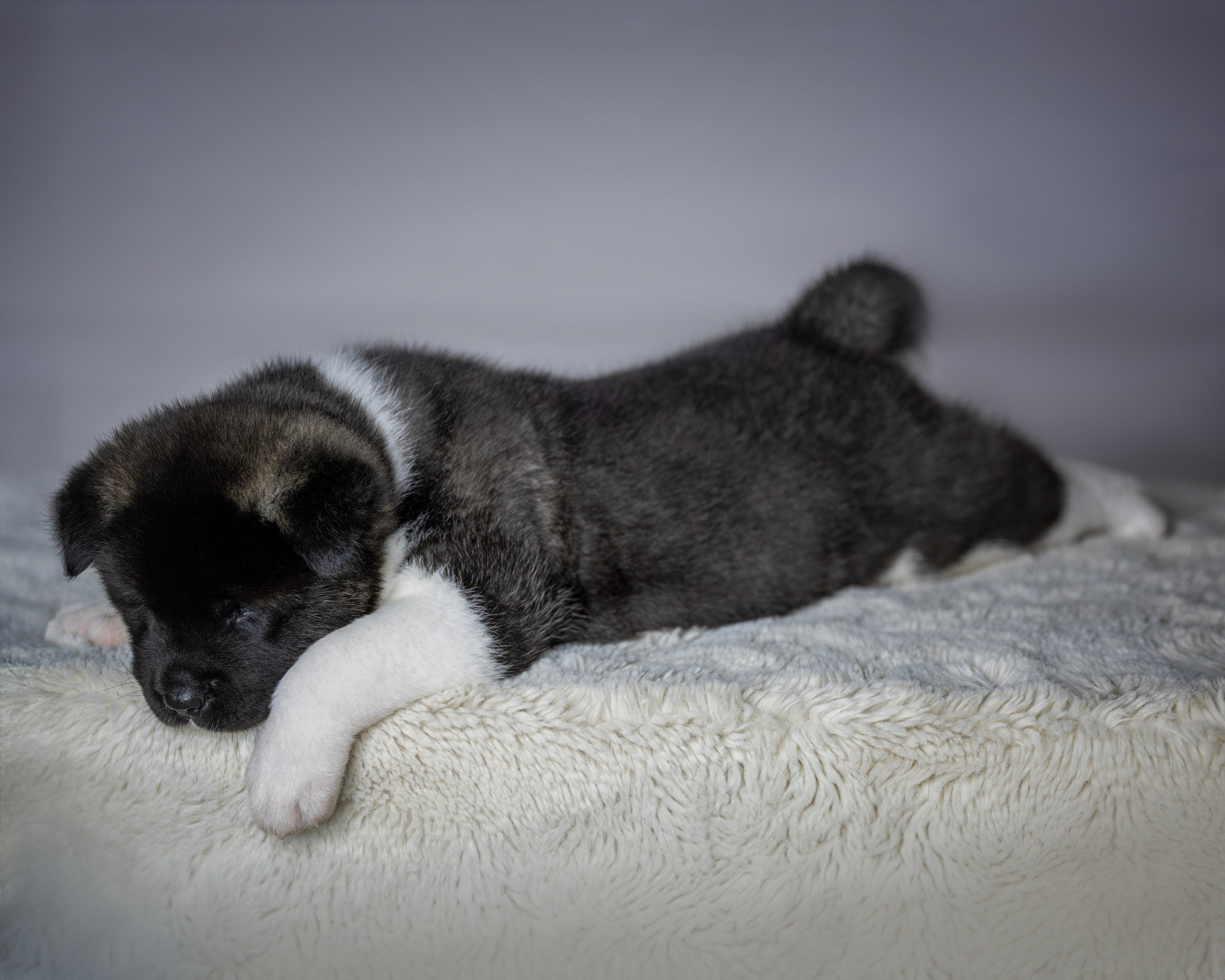 Щеночки Ам. Акиты. Главная