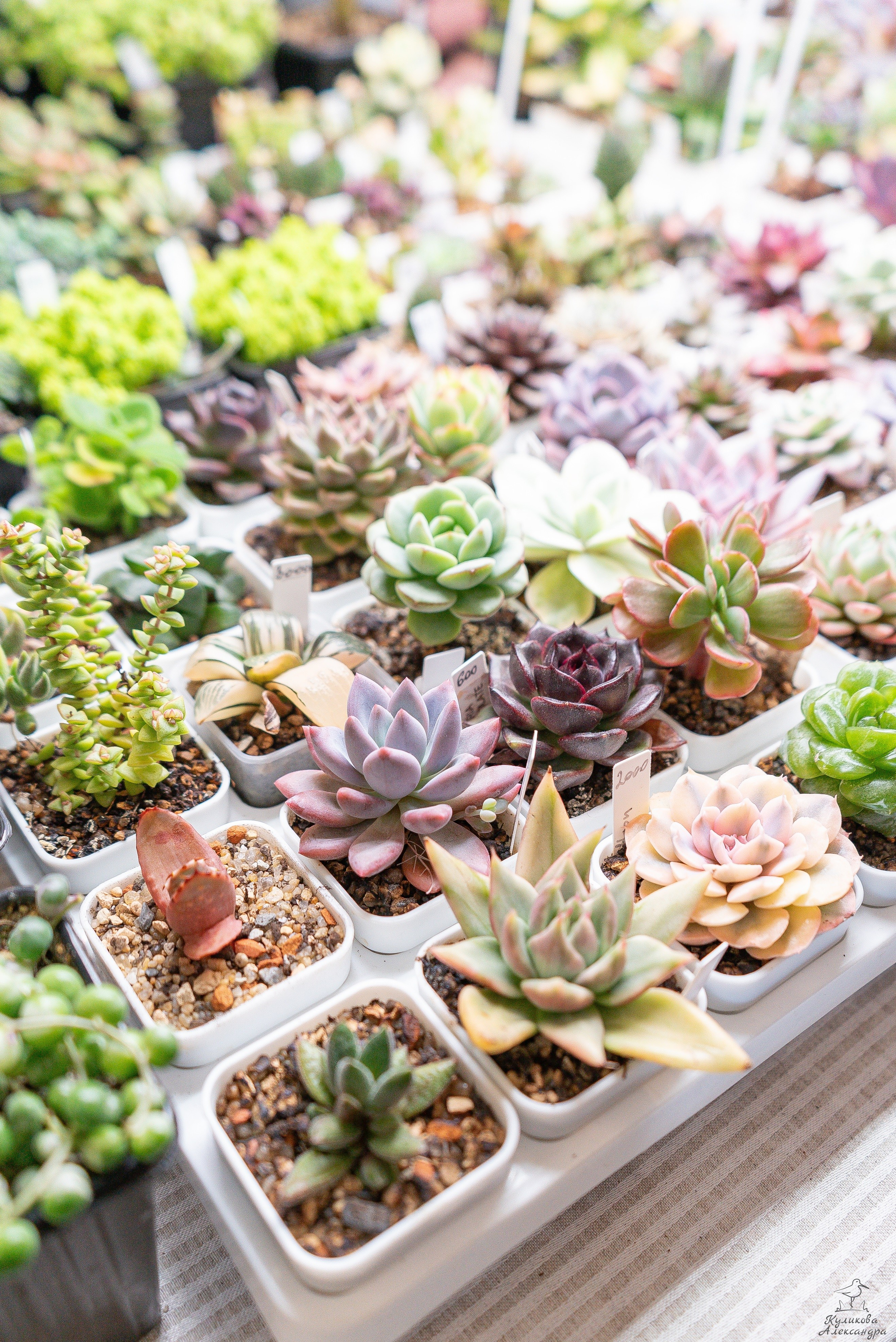 Гроубокс Артплей апрель. Александра Куликова фотограф, Москва