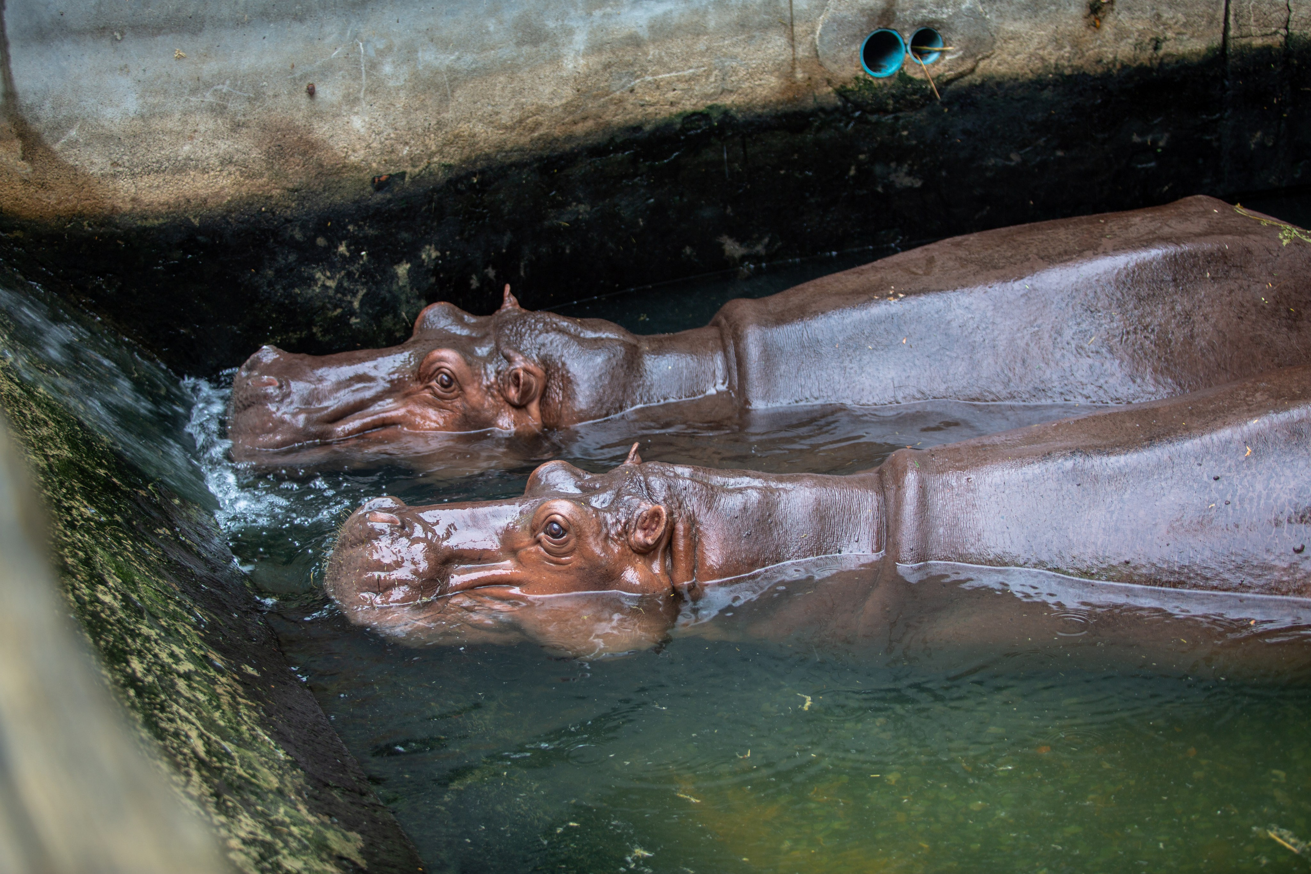 Samut Prakan Crocodile Farm & Zoo. Photographer Sonkina Tatiana (Tanya Ash)