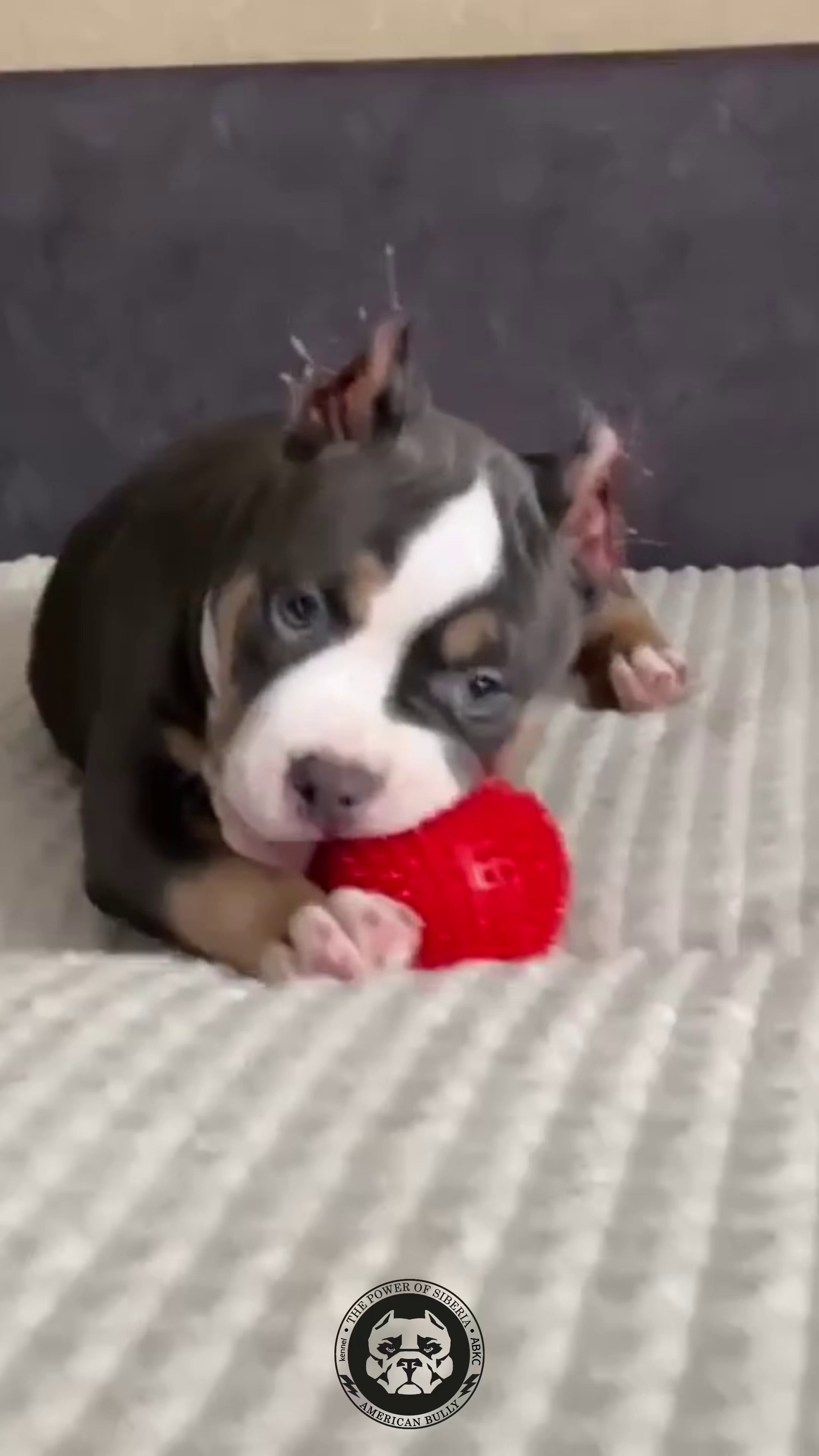 Свободные щенки Американский Булли, в типах покет, классик, стандарт. Американский Булли в г. Ростов-на-Дону. Питомник THE POWER OF SIBERIA