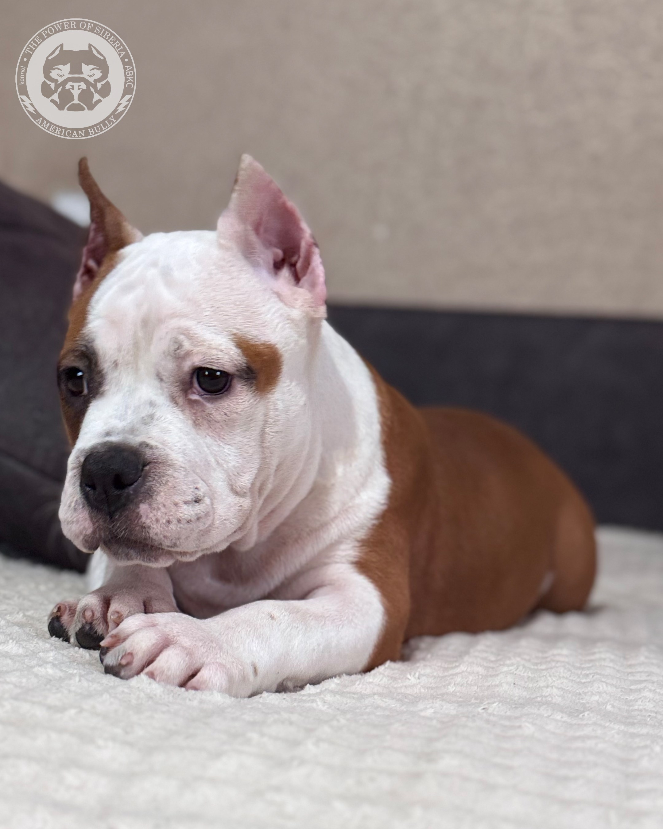 Свободные щенки Американский Булли, в типах покет, классик, стандарт. Американский Булли в г. Ростов-на-Дону. Питомник THE POWER OF SIBERIA