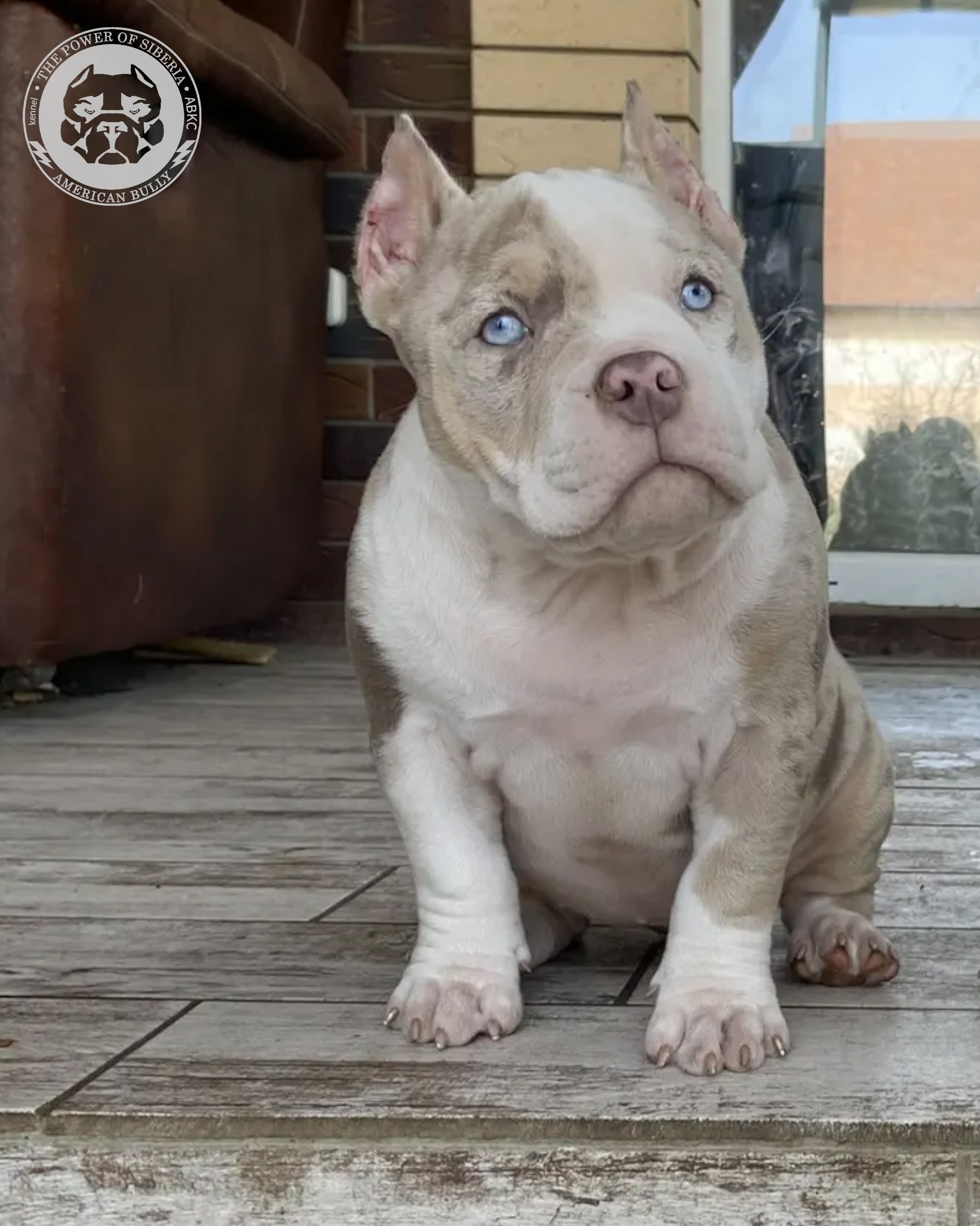 Свободные щенки Американский Булли покет. Американский Булли в г. Ростов-на-Дону. Питомник THE POWER OF SIBERIA