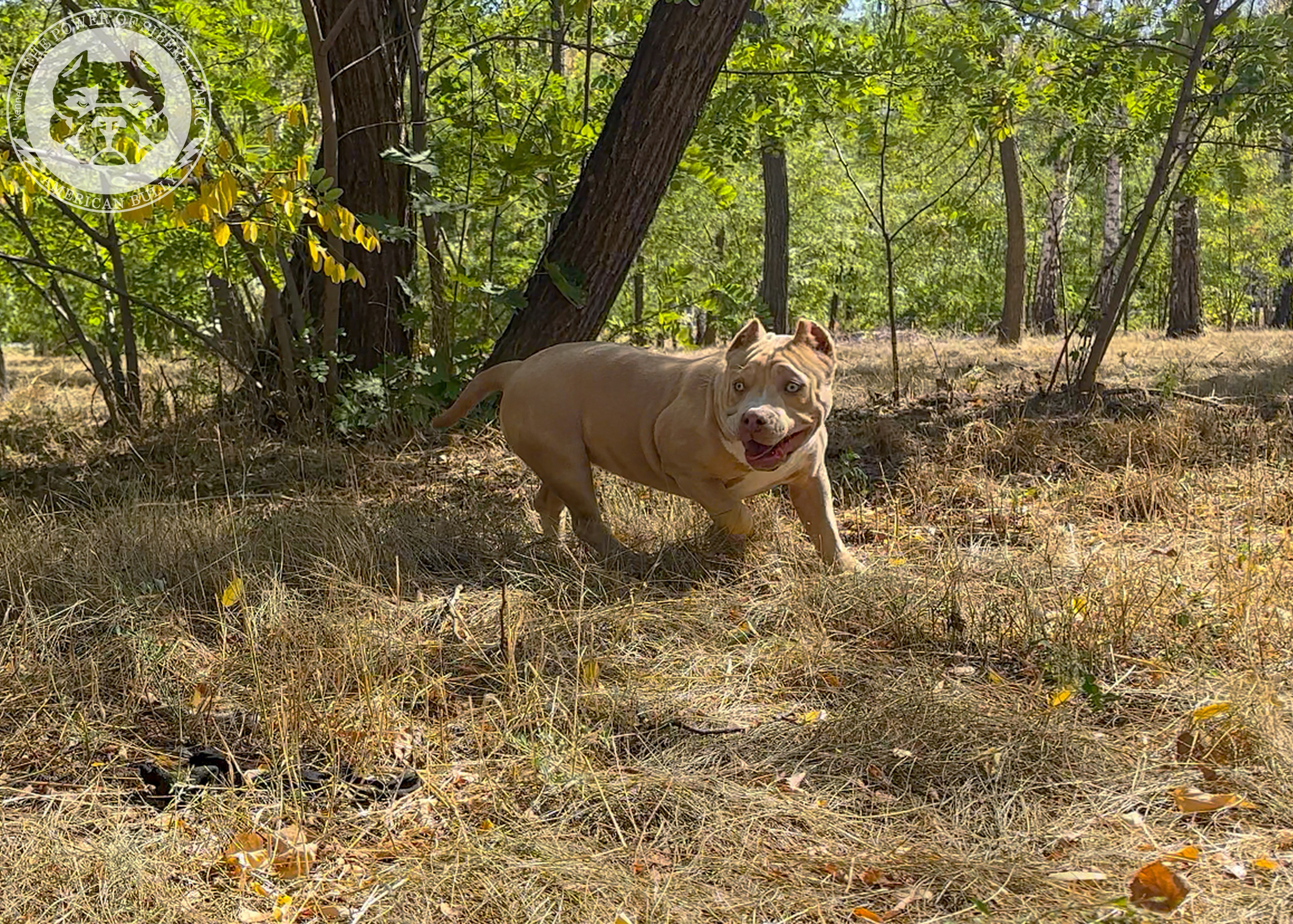 Помет Каспер и Тагира. 21.04.25. Американский Булли в г. Ростов-на-Дону. Питомник THE POWER OF SIBERIA