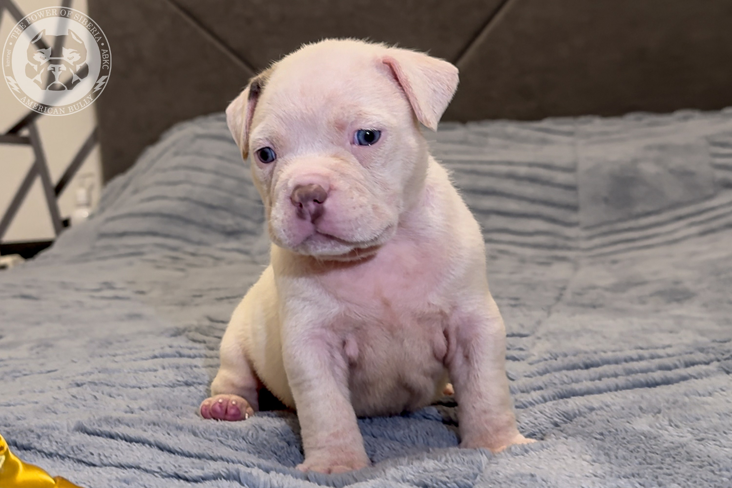 Свободные щенки Американский Булли стандарт и Свободные щенки Американский Булли классик. Американский Булли в г. Ростов-на-Дону. Питомник THE POWER OF SIBERIA