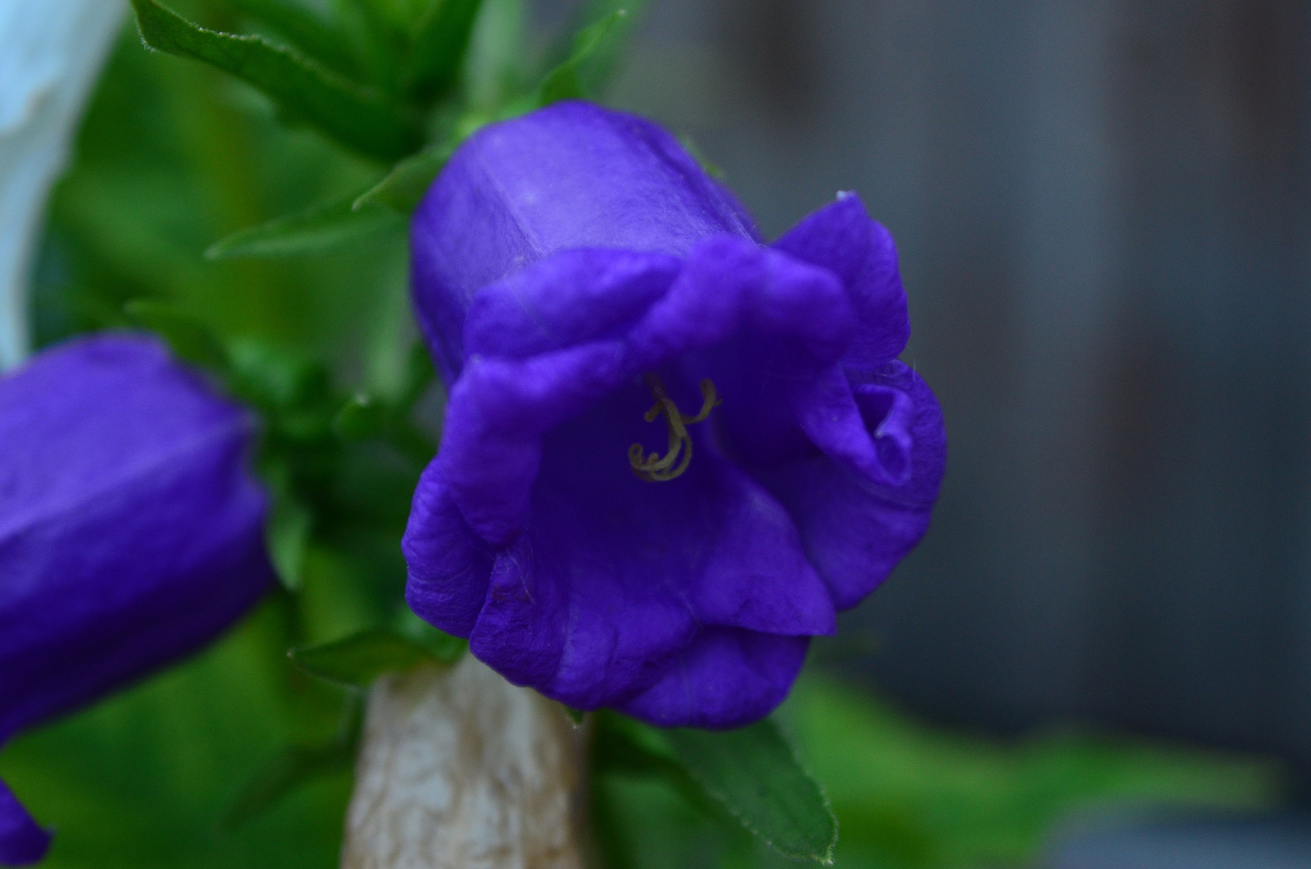 Дары природы. Фотограф viktor viktor