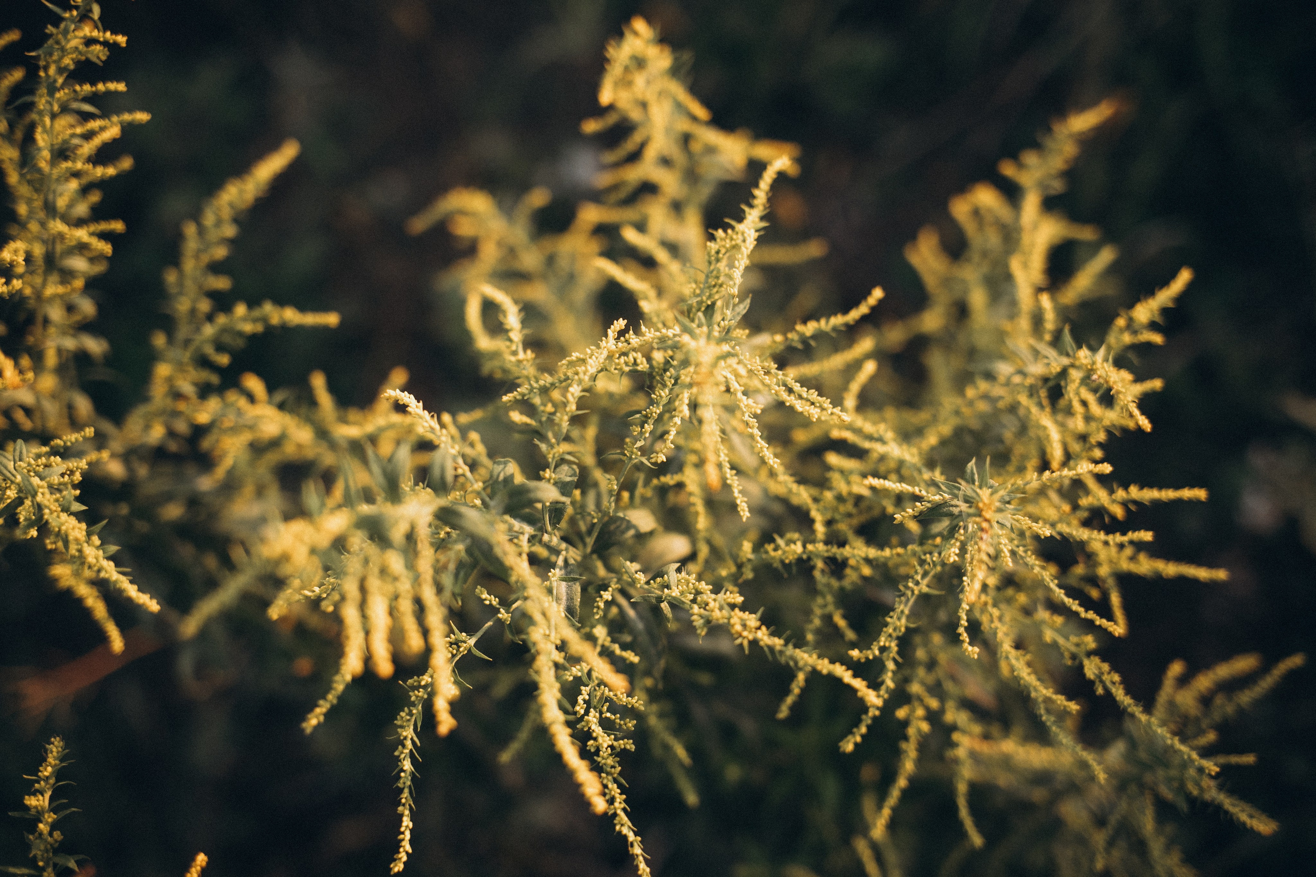 Саша, Алиса, Ева и Сереженька. Семейный и свадебный фотограф Анна Кожокарь