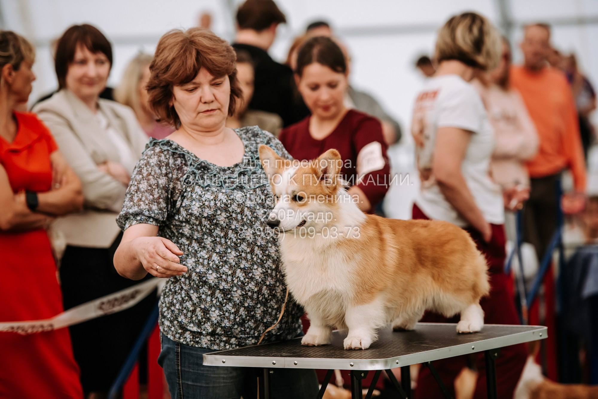 Выставка собак Красноярск 2.06. Фотограф Диана Оленина Красноярск / Братск