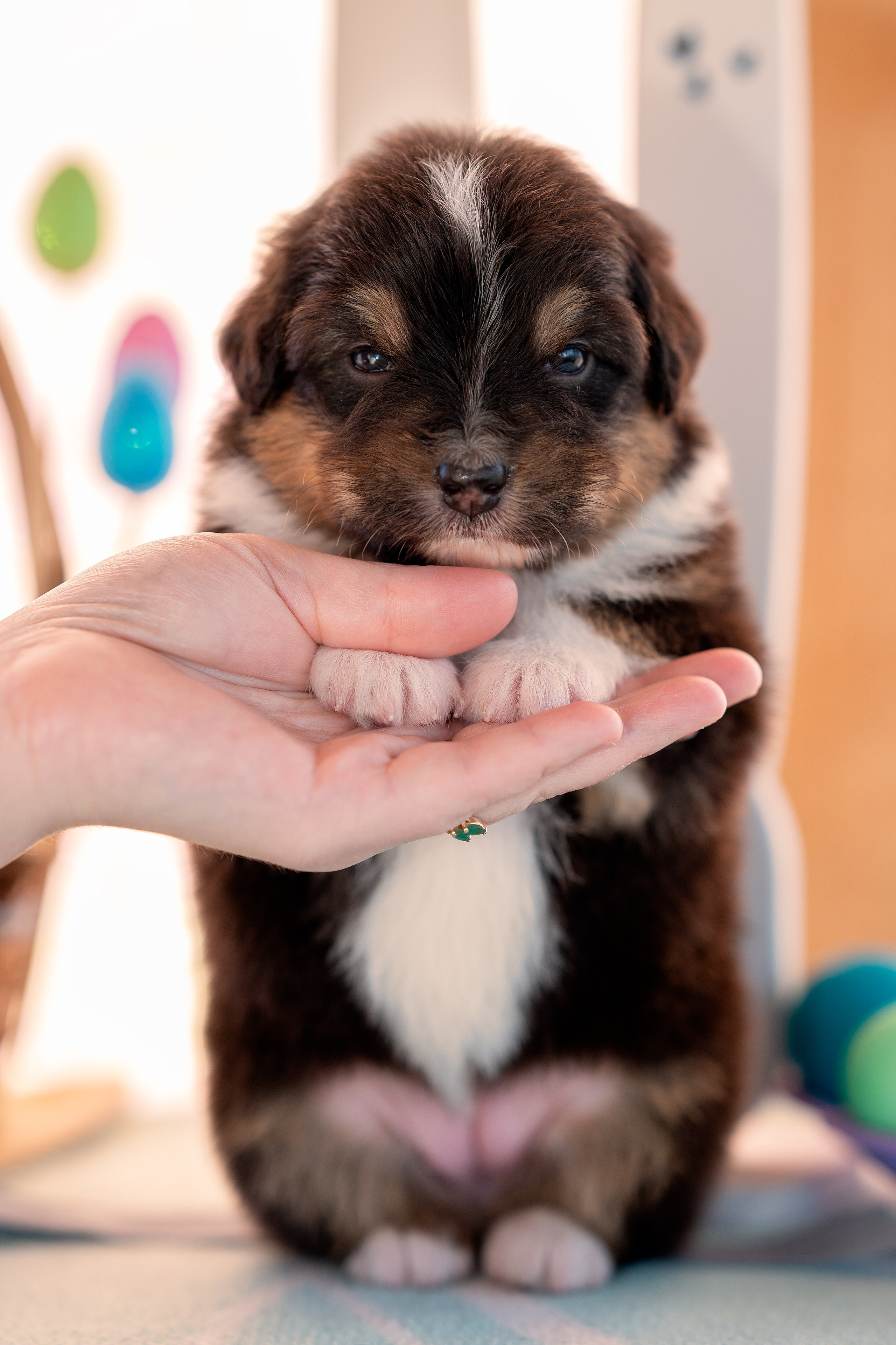 Заводчик Влада Эльман. Творческий фотограф Вологда