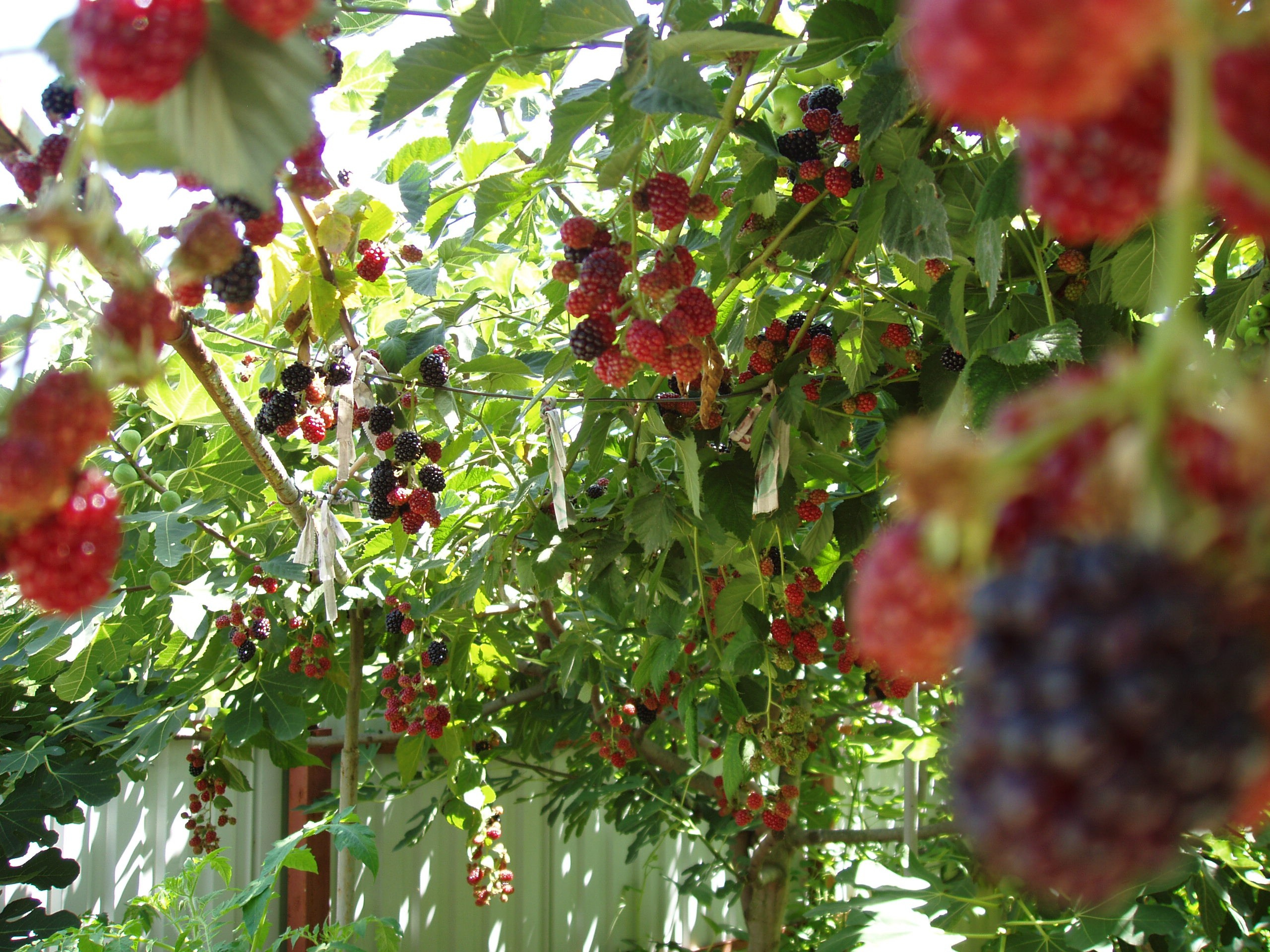 Отпуск 20.07-17.08. Семейный, Свадебный фотограф СПБ Питер— Романова Екатерина