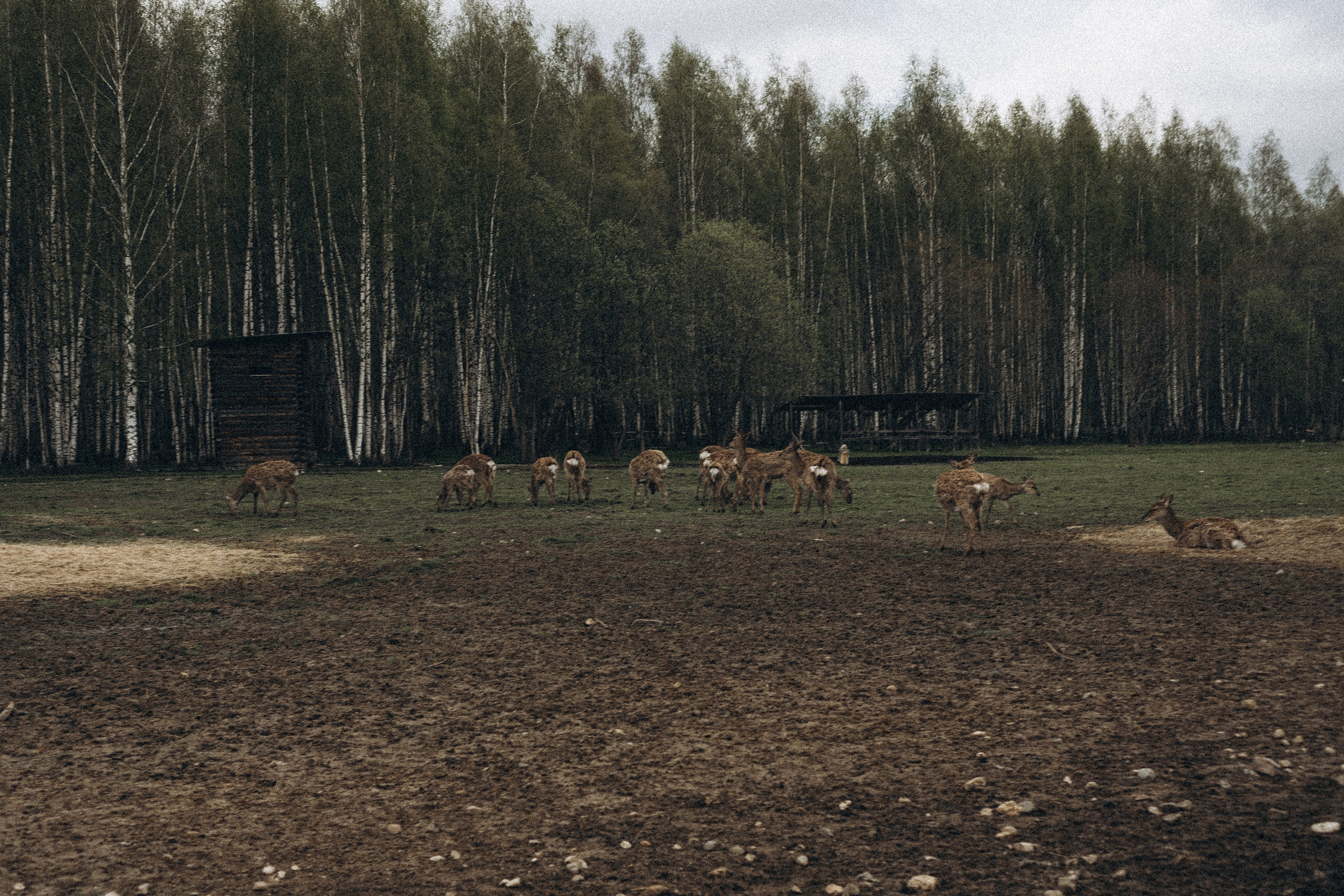 ОЛЕНЬЯ ФЕРМА В ТВЕРИ. Профессиональный фотограф, Санкт-Петербург — Виктория Богомолова