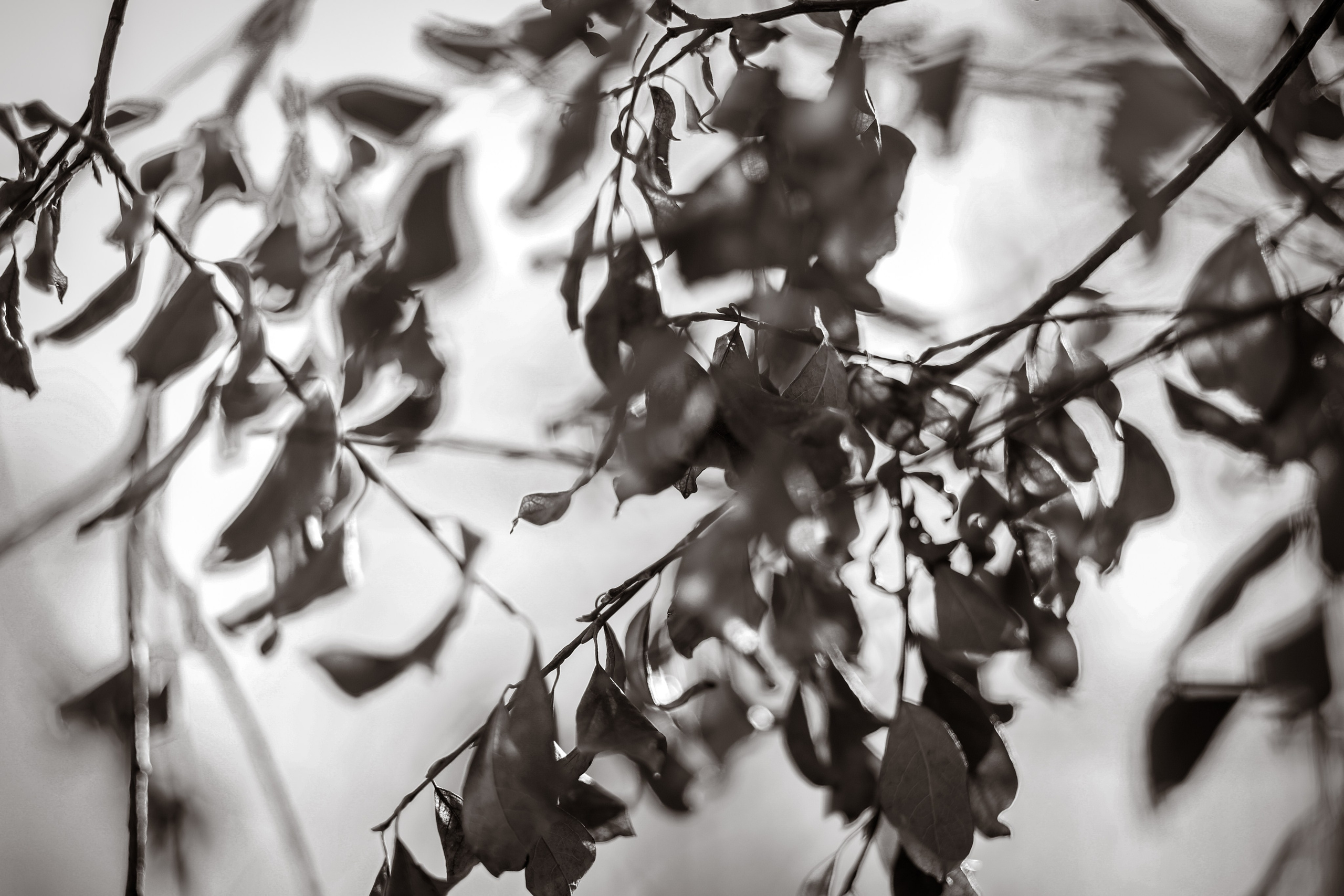 В ожидании Halloween. Art my Pho