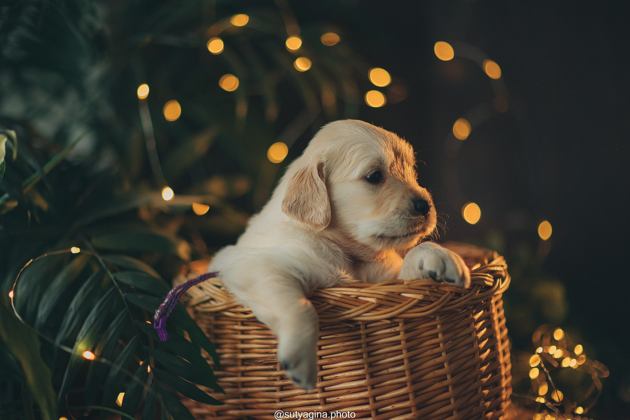 Фиолетовая лента. Свадебный и женский фотограф