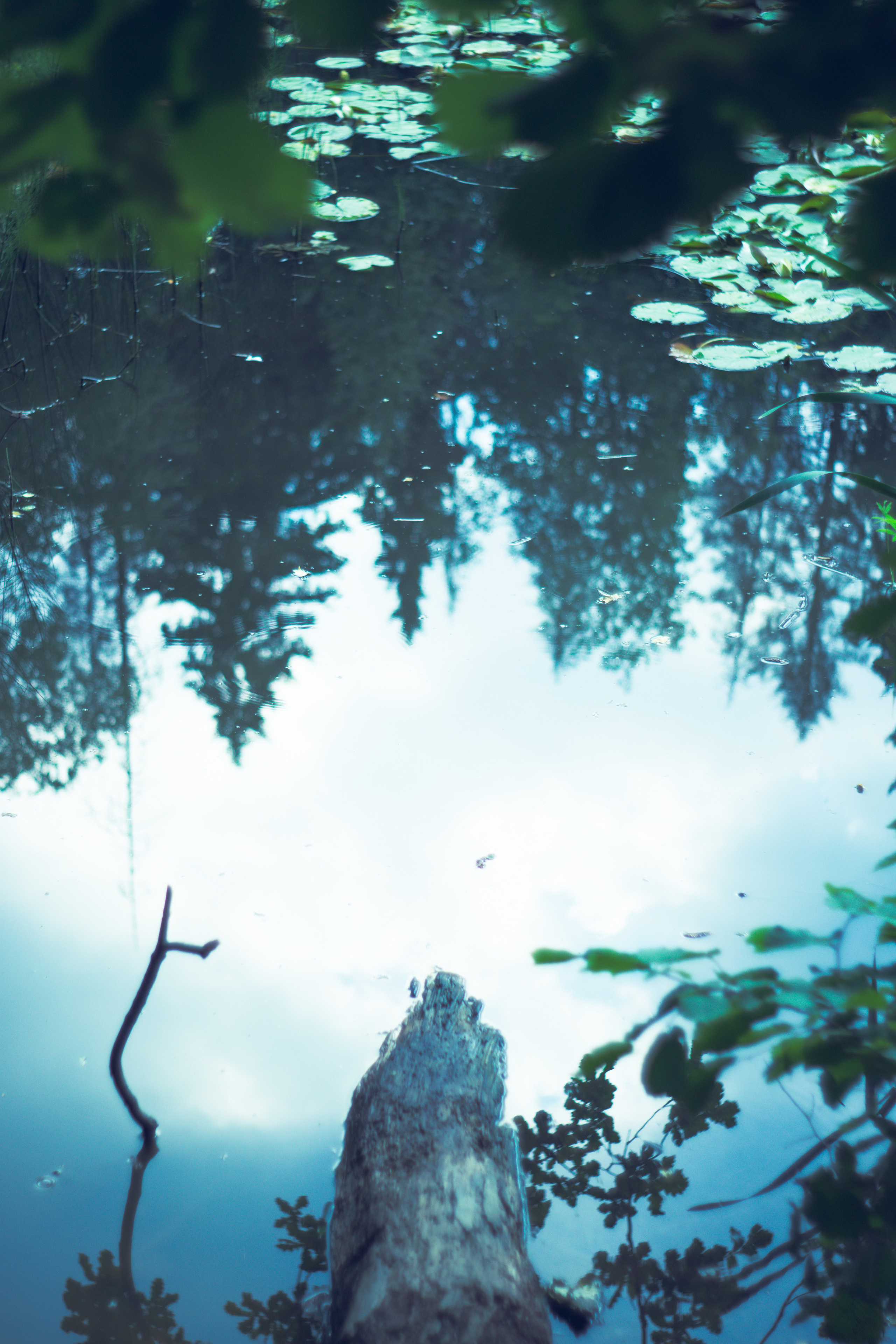 Nature and still life. Photographer Tbilisi
