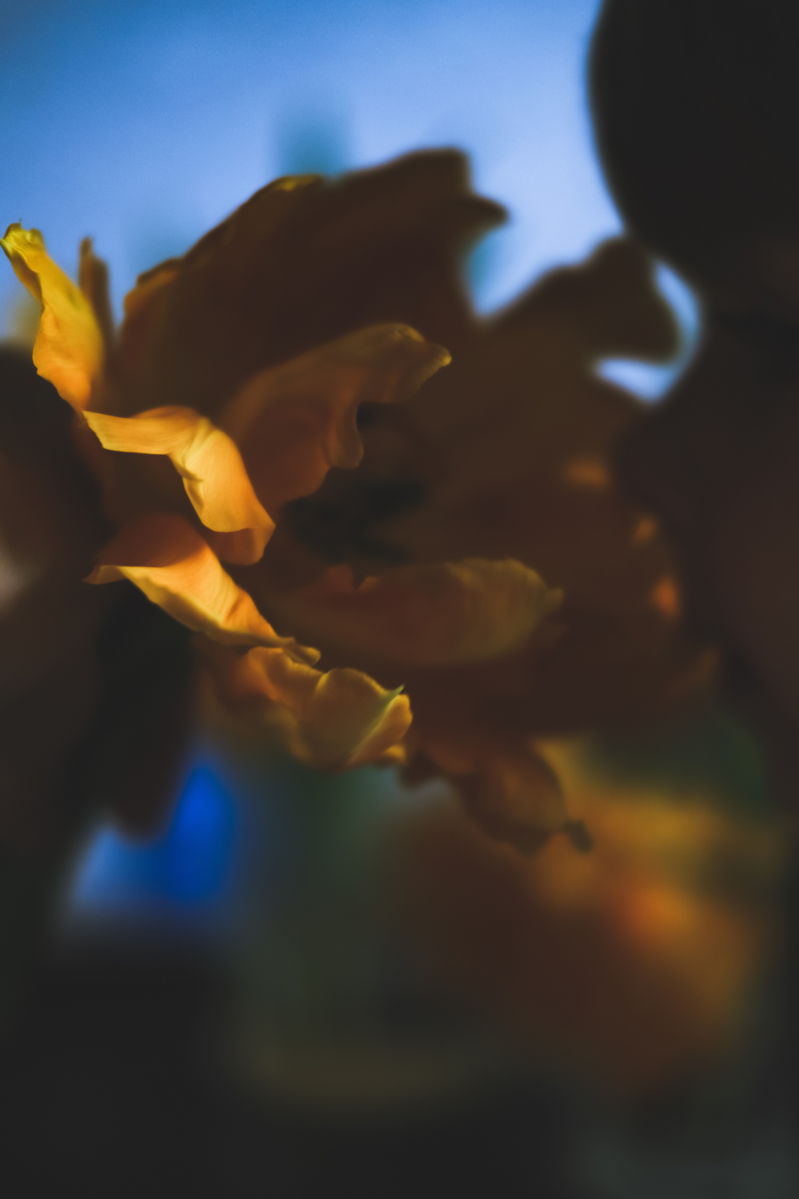 Nature and still life. Photographer Tbilisi