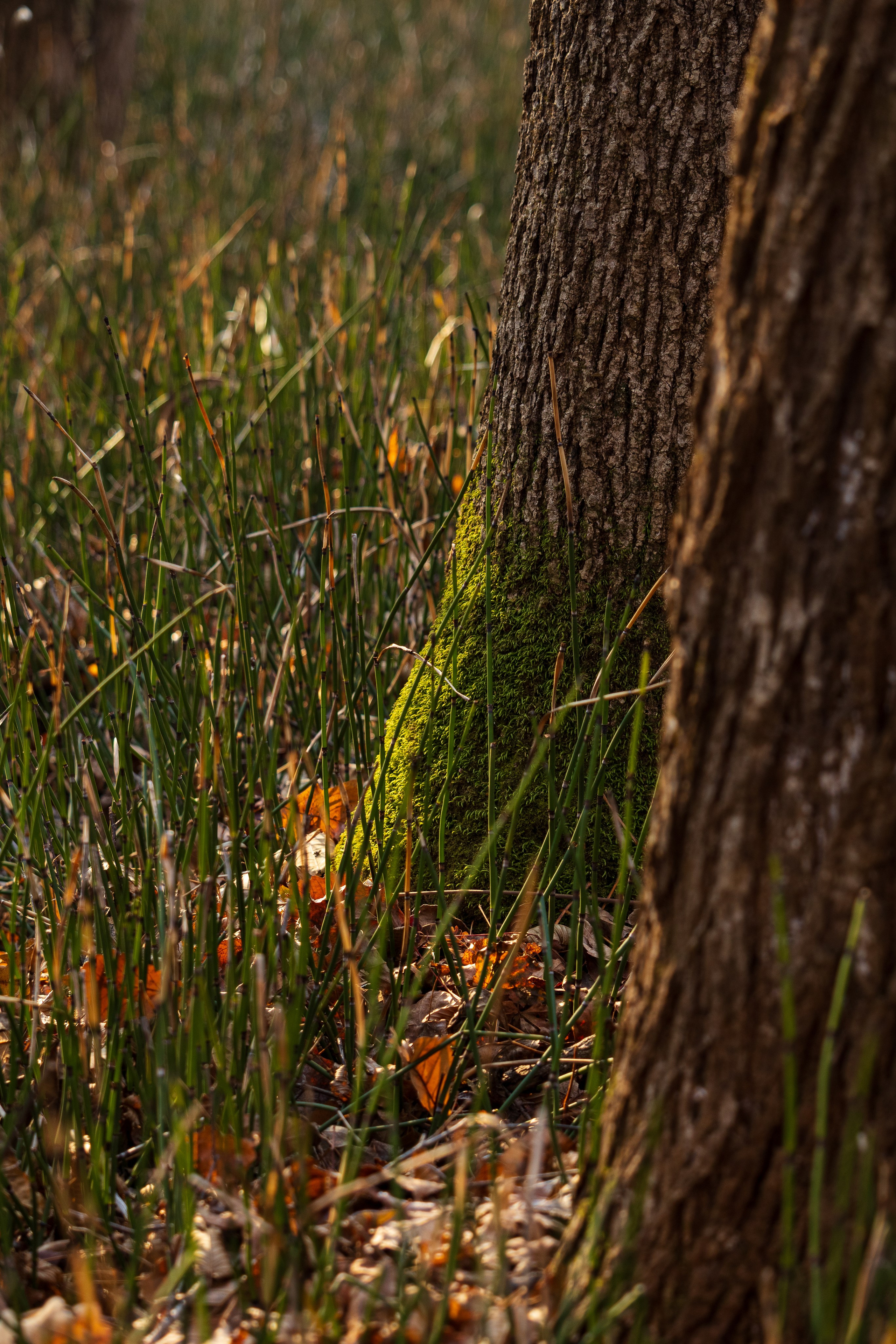 Маруськины слёзы. Константин Кириченко