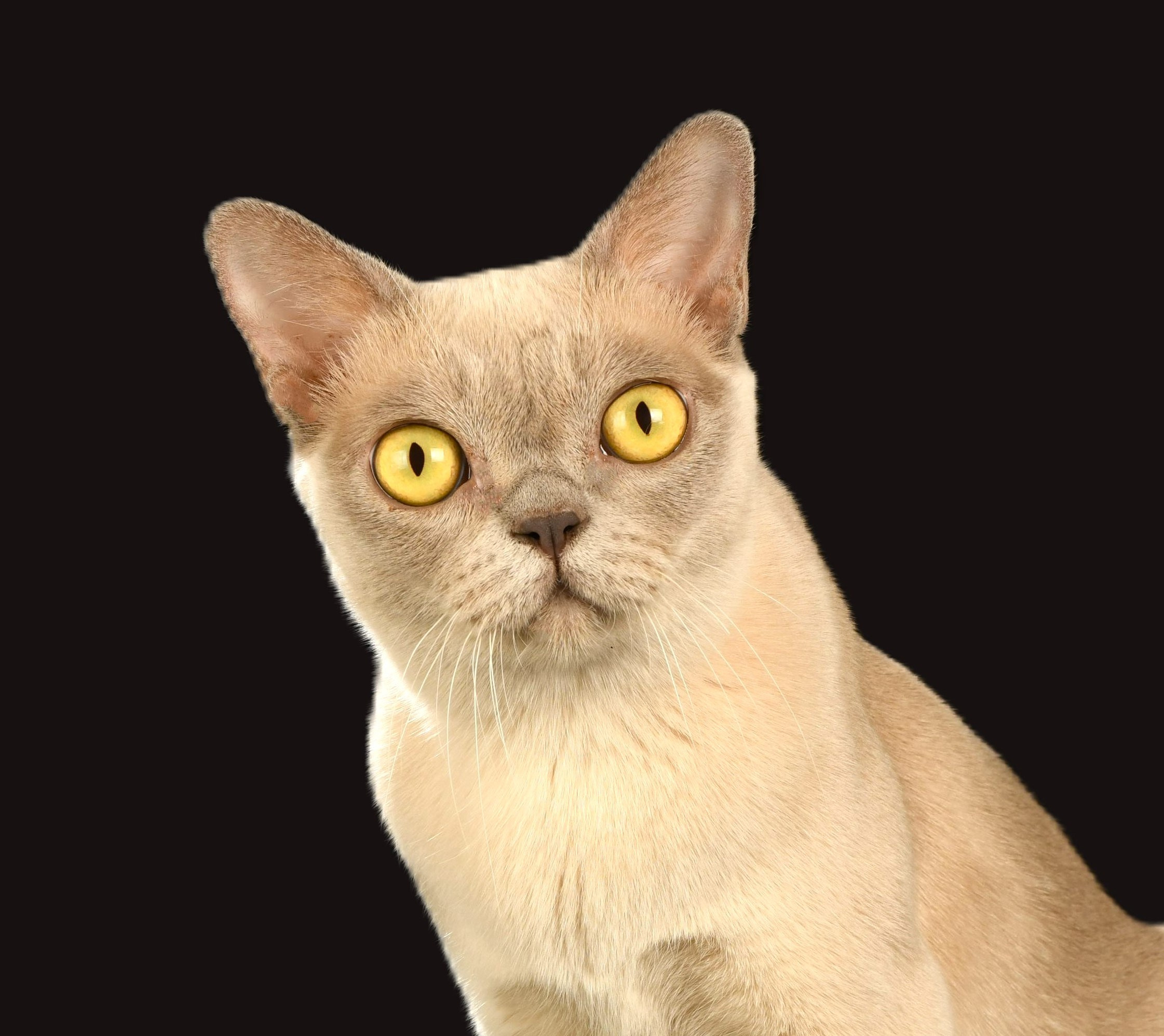 Котёнок американской бурмы. Las Burmas — питомник американской бурмы традиционных линий