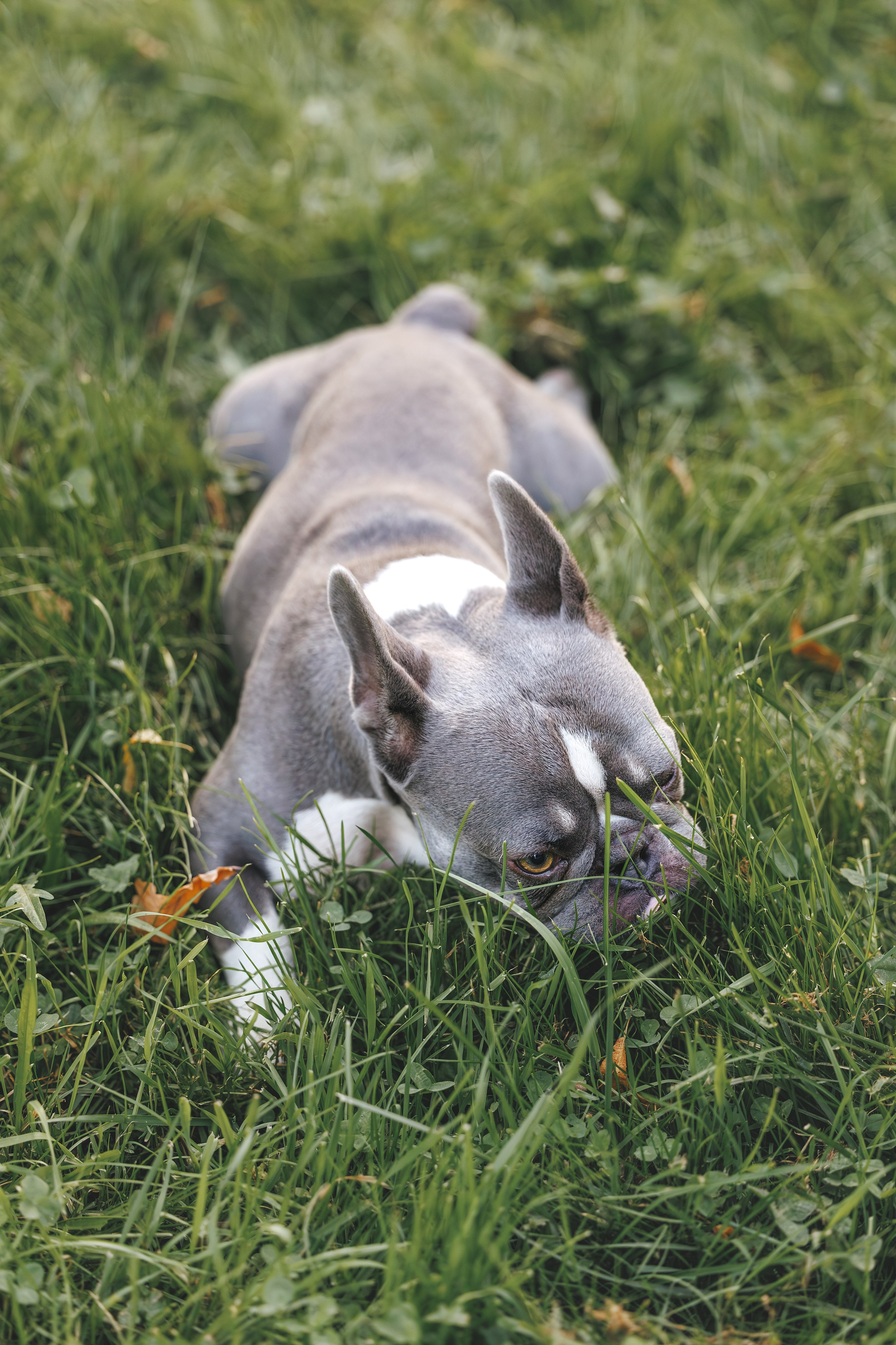 Французский Бульдог в Воронцовском парке (в обработке). Фотограф Анималист в Москве Анастасия Жучкова