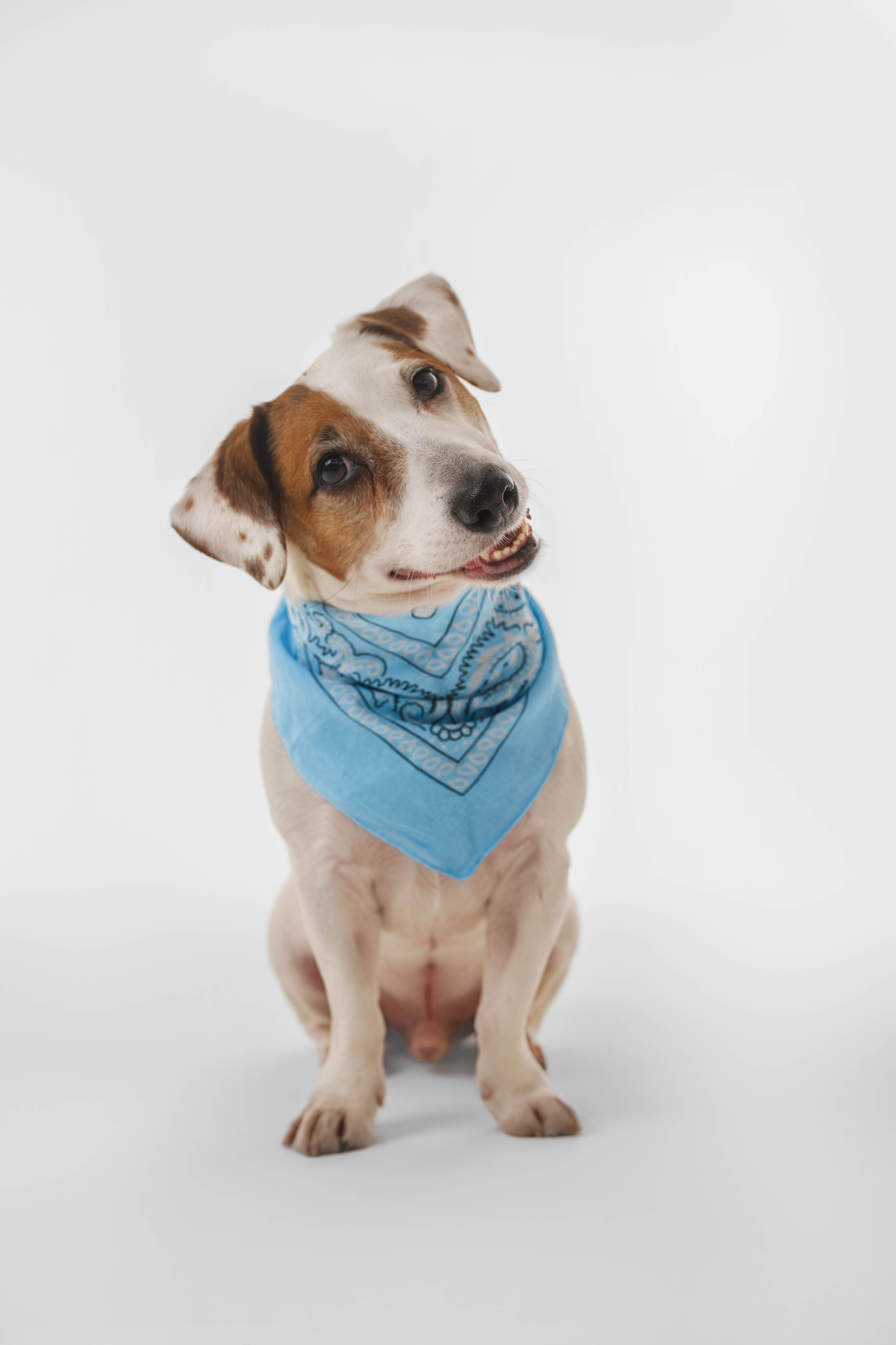 Джек Рассел. Фотограф Анималист в Москве Анастасия Жучкова